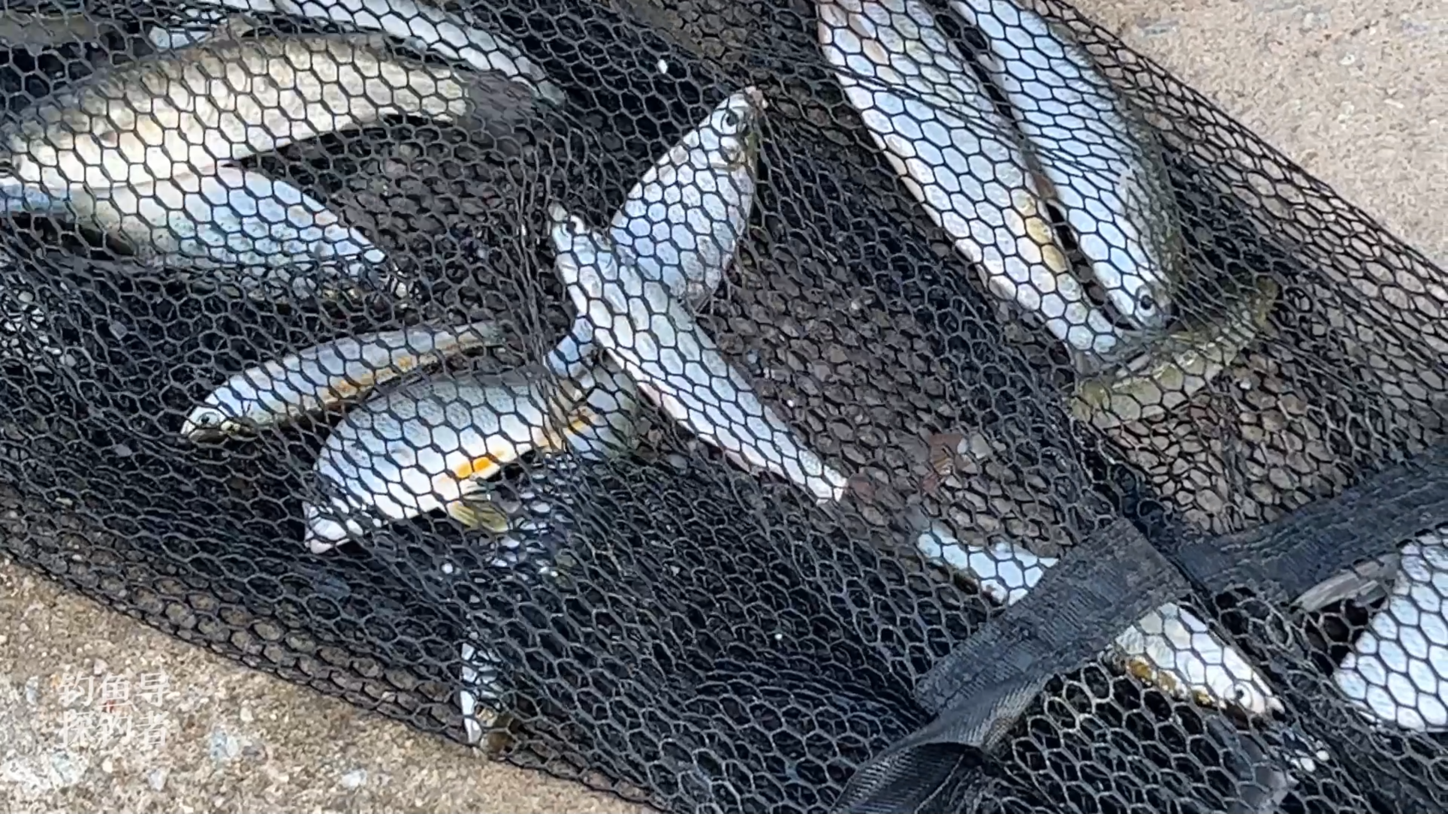 探钓番禺南派水闸,黄油鲚狂口连竿!