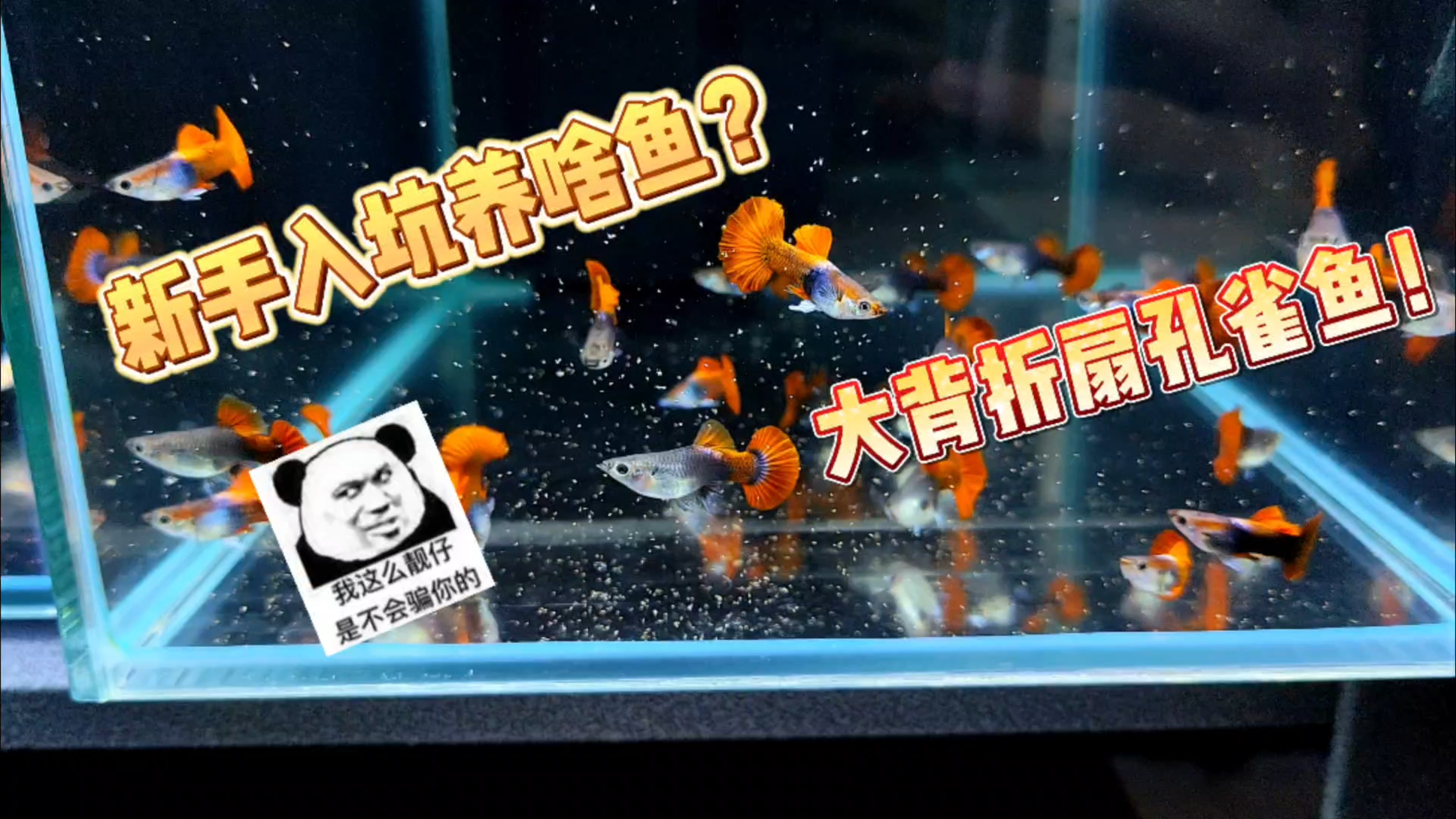 快入冬了,新手推荐养什么鱼呢?我推荐大背折扇孔雀鱼!