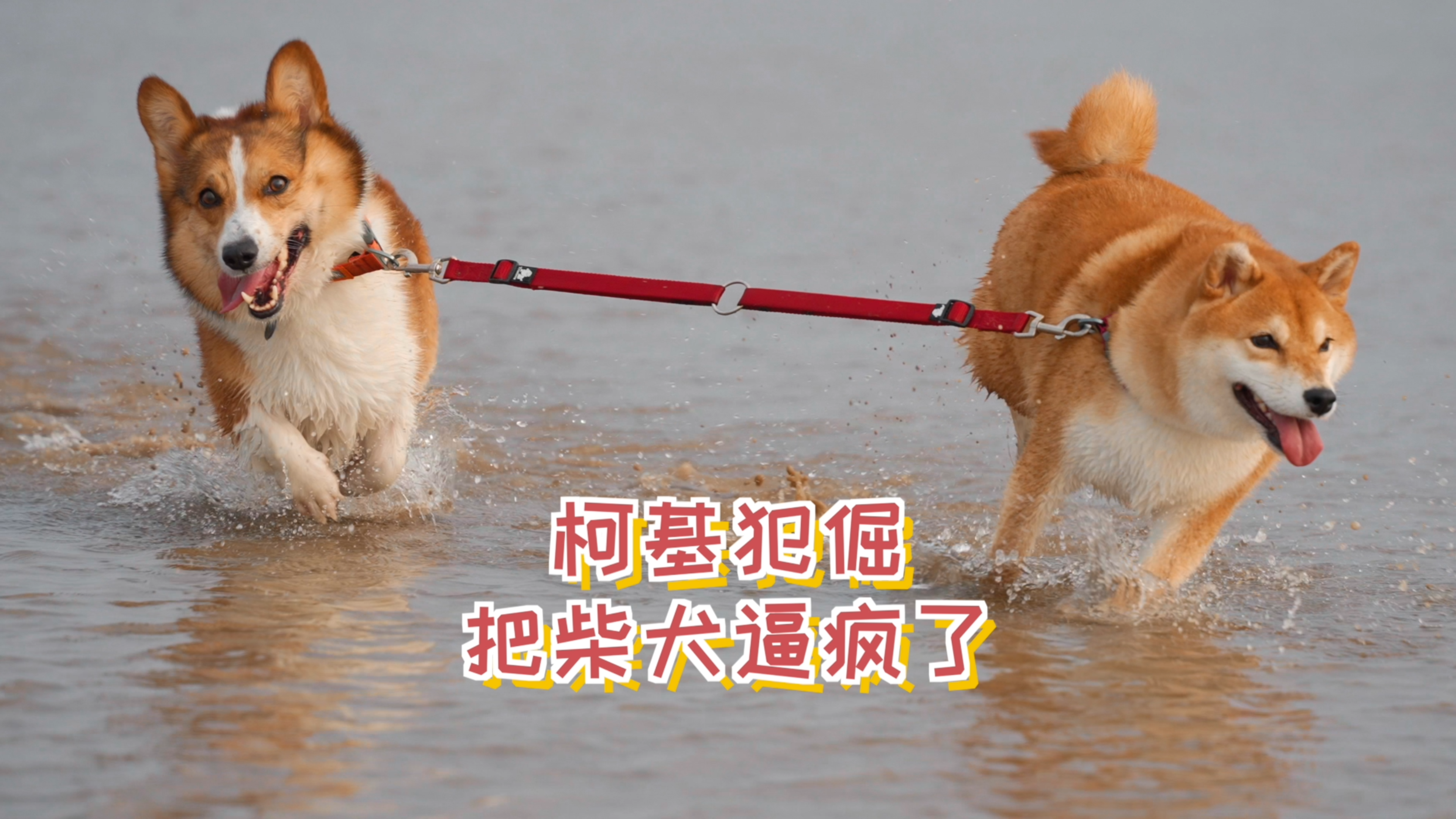 柯基犯倔把柴犬逼疯了