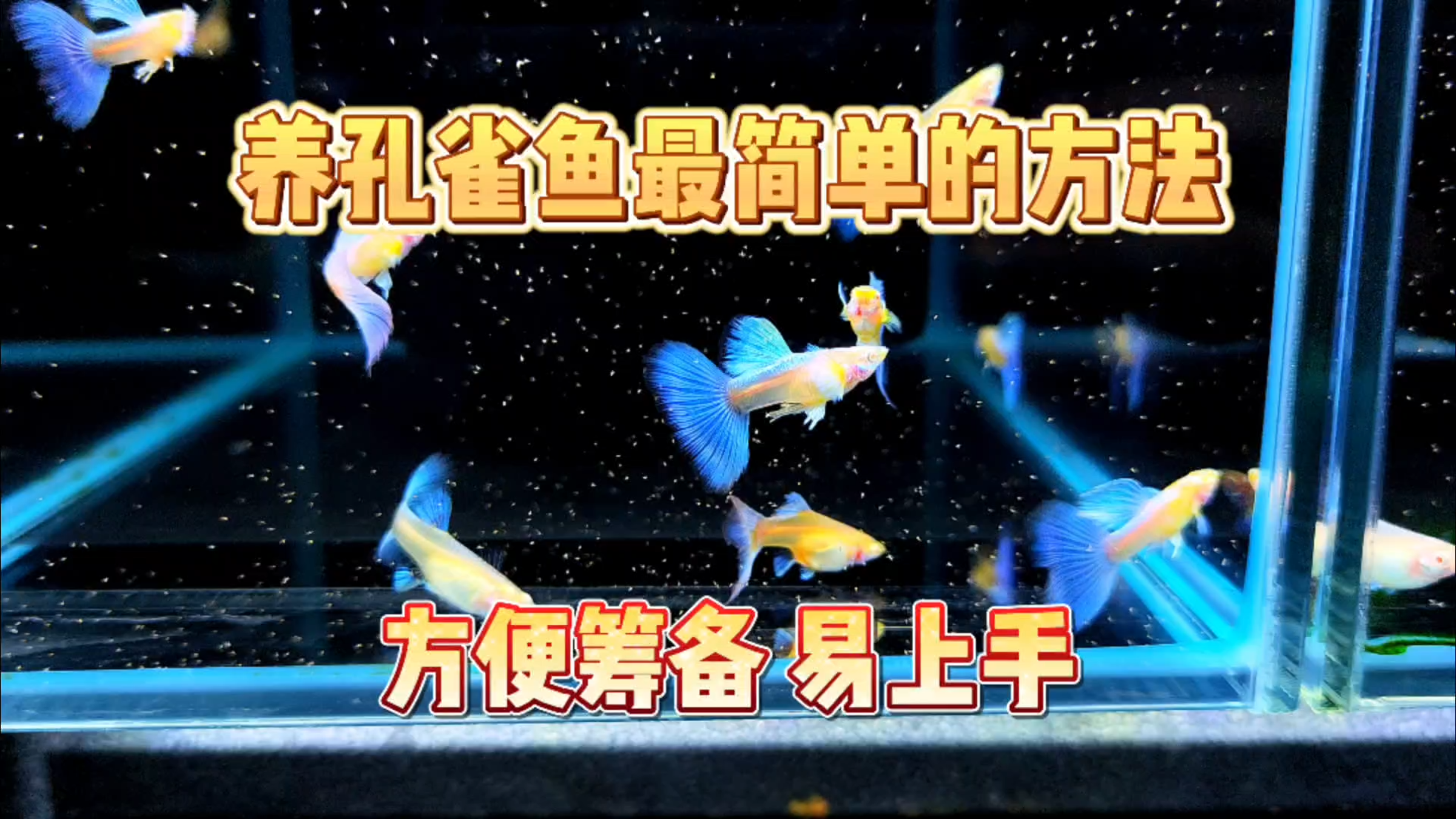 分享一下养孔雀鱼最简单且易上手的鱼缸配置与饲养方法！