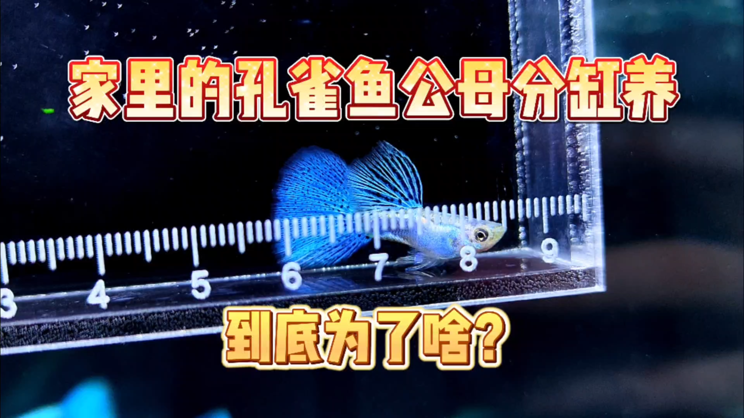 家里的孔雀鱼公母分开养,到底是为了什么?