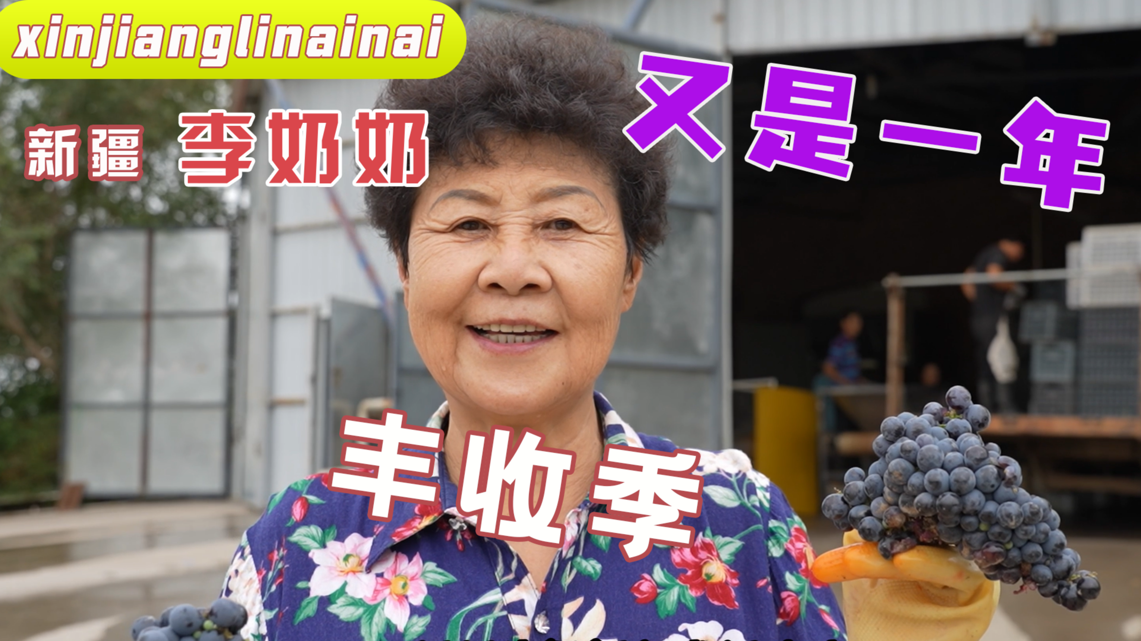 大雪并未影响收获!又是一年丰收季,好葡萄酒的原料赤霞珠丰收啦