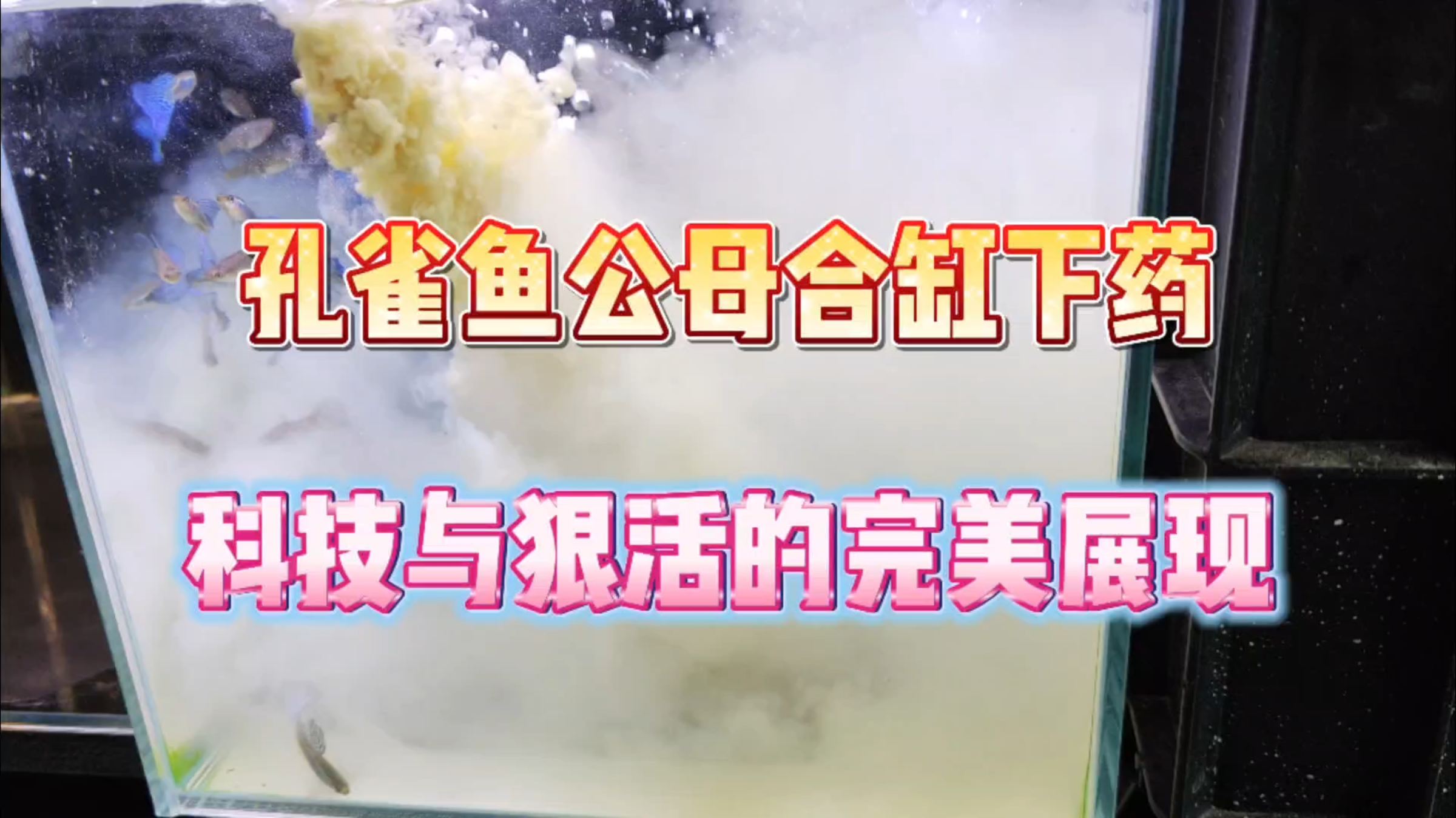 分享一个孔雀鱼公鱼和母鱼合缸的安全方法！科技与狠活的完美展现