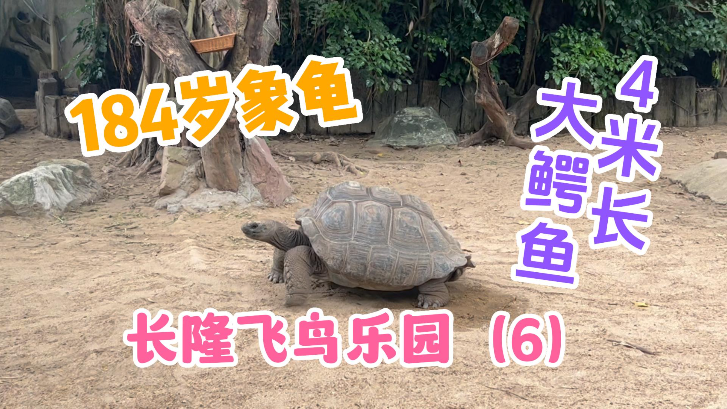 184岁象龟!4米长大鳄鱼!各种蛇类蜥蜴!长隆飞鸟乐园精灵馆!