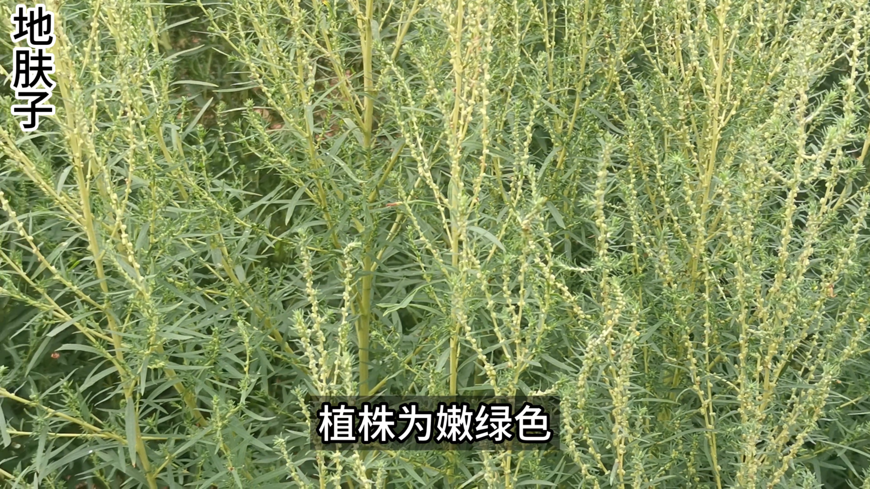 农村用来制作扫把的扫帚菜，正式名叫地肤，种子是著名药材地肤子