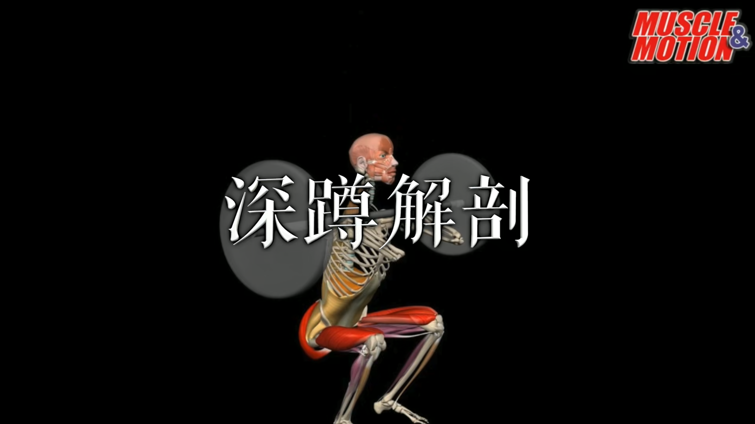 肌肉动作解剖|深蹲解剖