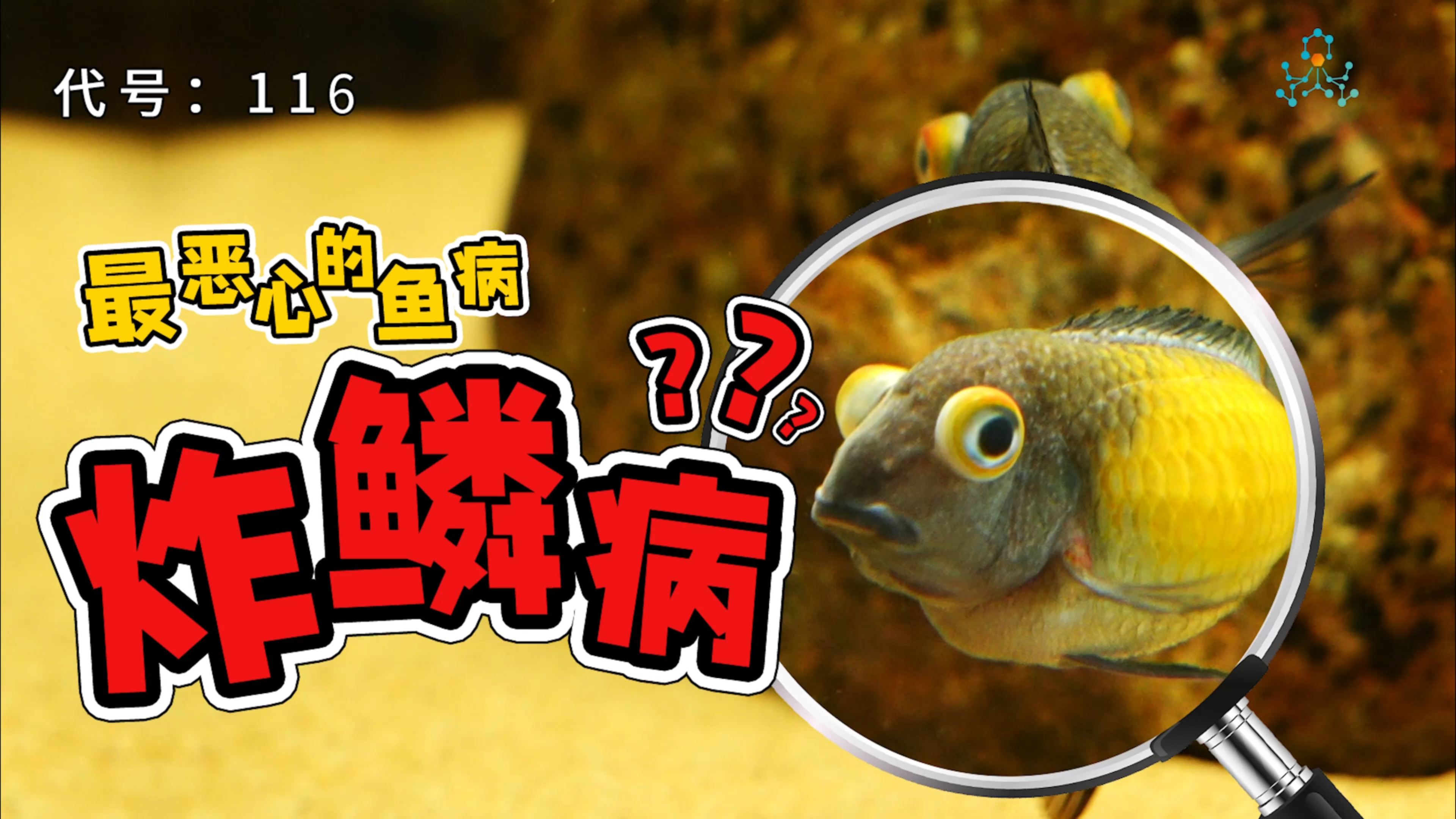 最“恶心”的鱼病，炸鳞！！！它的成因是什么？