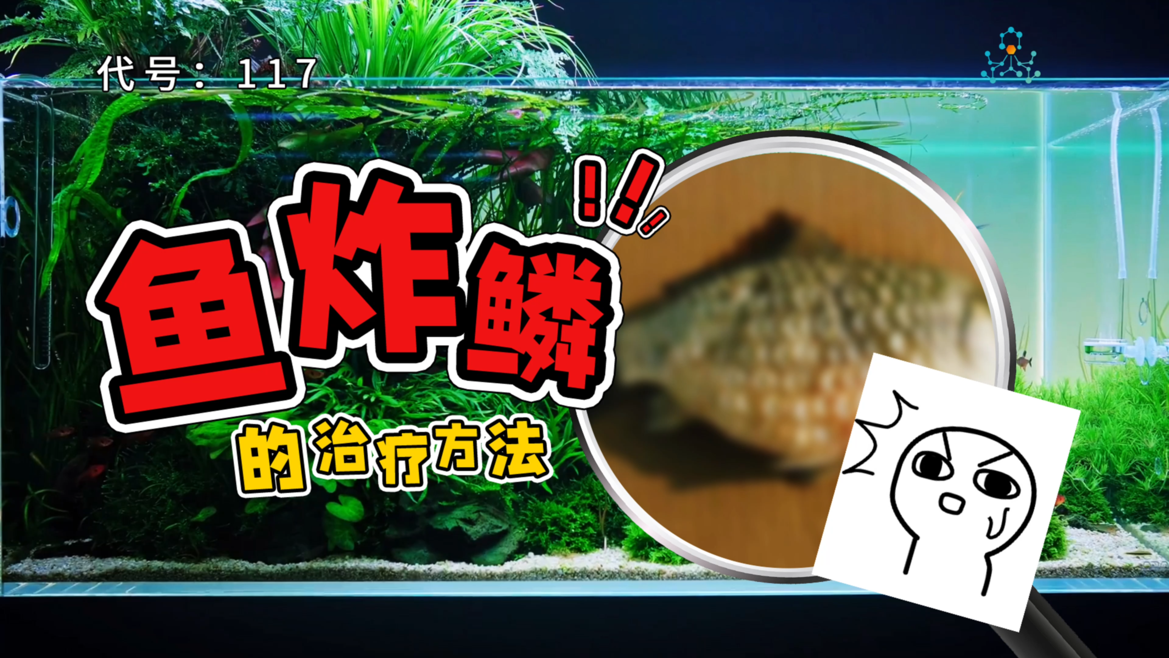 最“恶心”的鱼病-炸鳞有救了？小李把炸鳞治好了！！！快来学习~