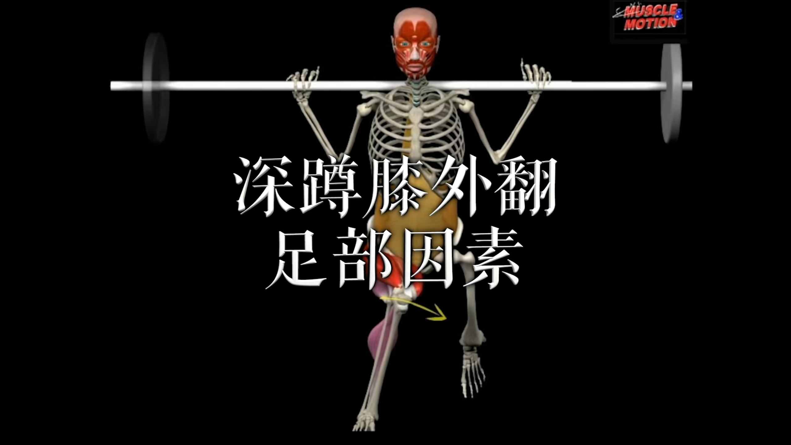 肌肉动作解剖｜深蹲膝外翻 足部因素