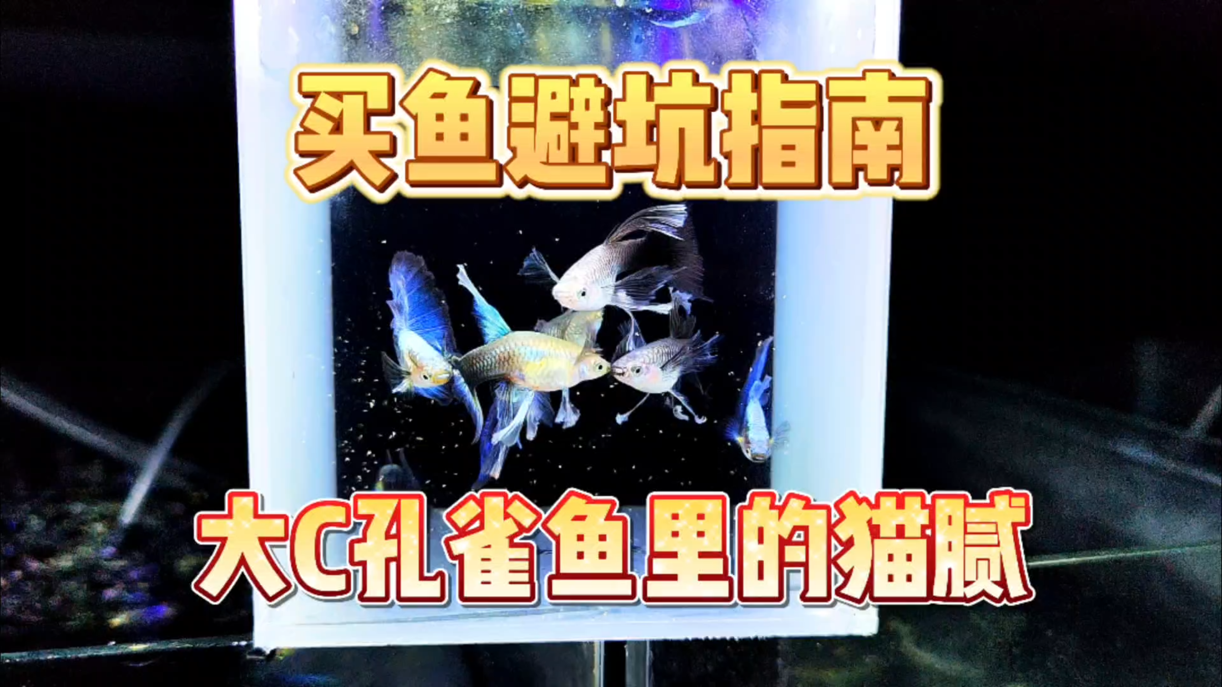 买鱼避坑指南!第一期,大C孔雀鱼里面的那些小猫腻