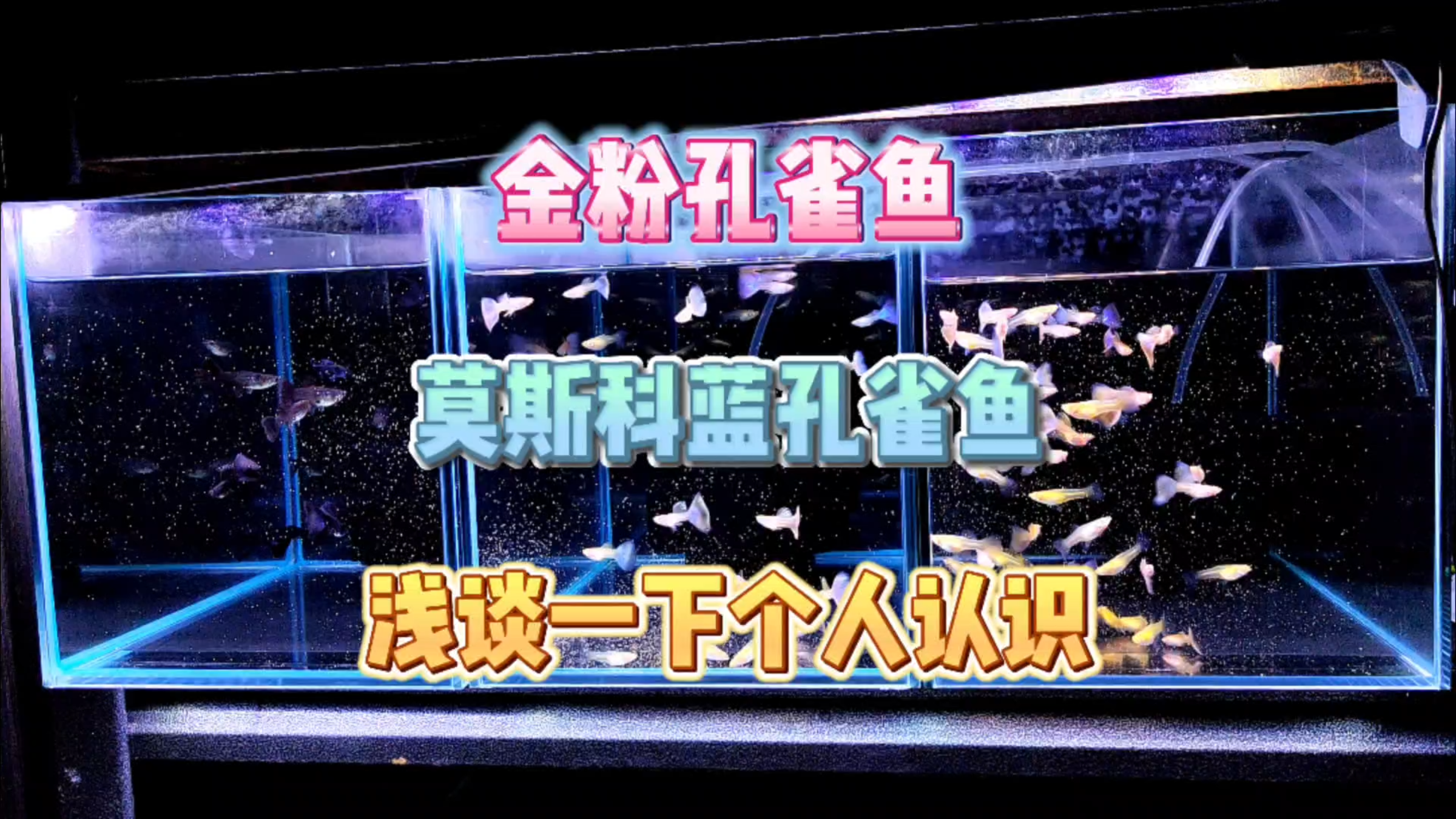 浅谈一下我自己对于莫斯科蓝和金粉孔雀鱼的认识!仅为个人观点!