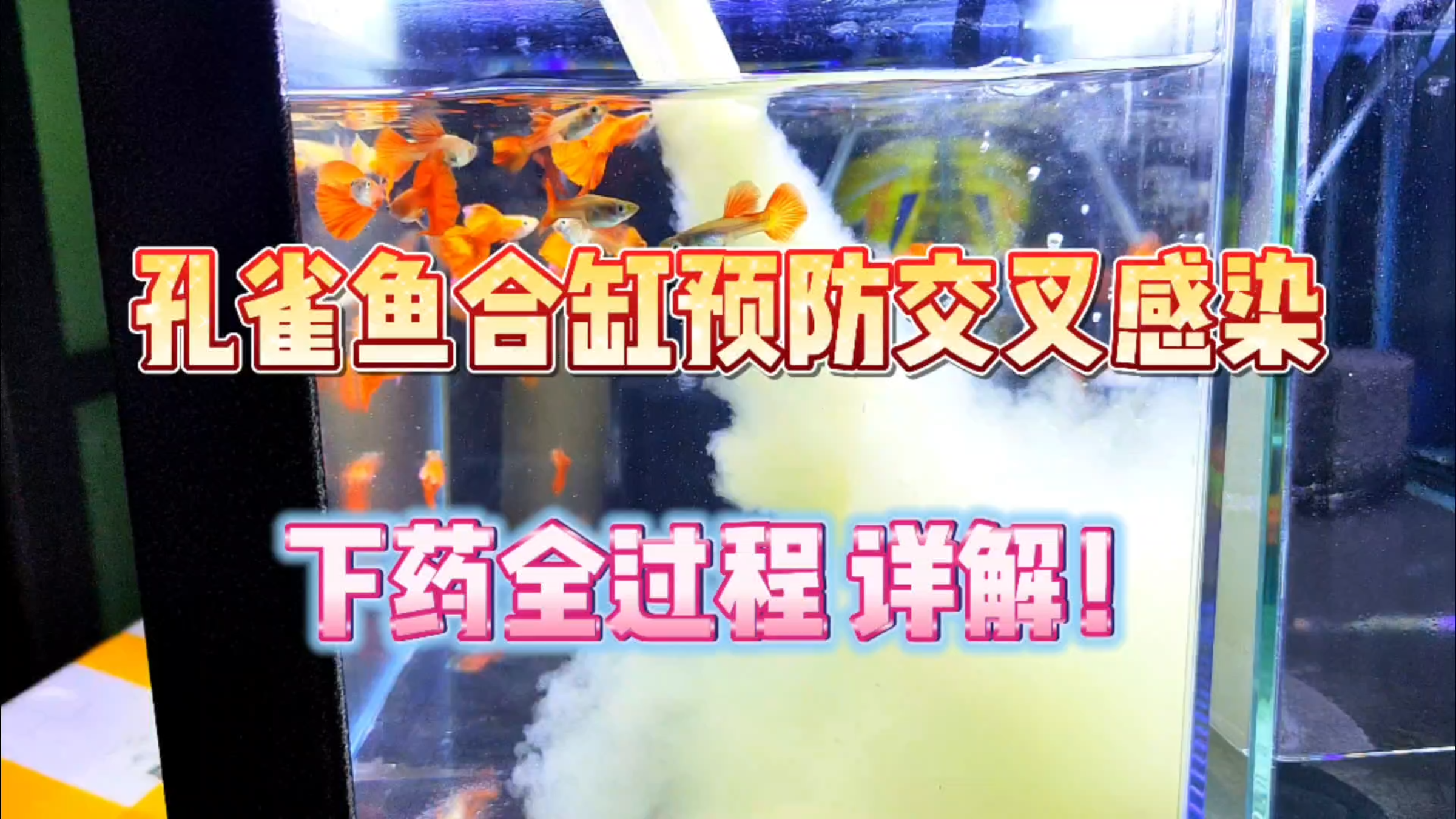 孔雀鱼合缸一定要预防交叉感染!治疗方案全过程详解!