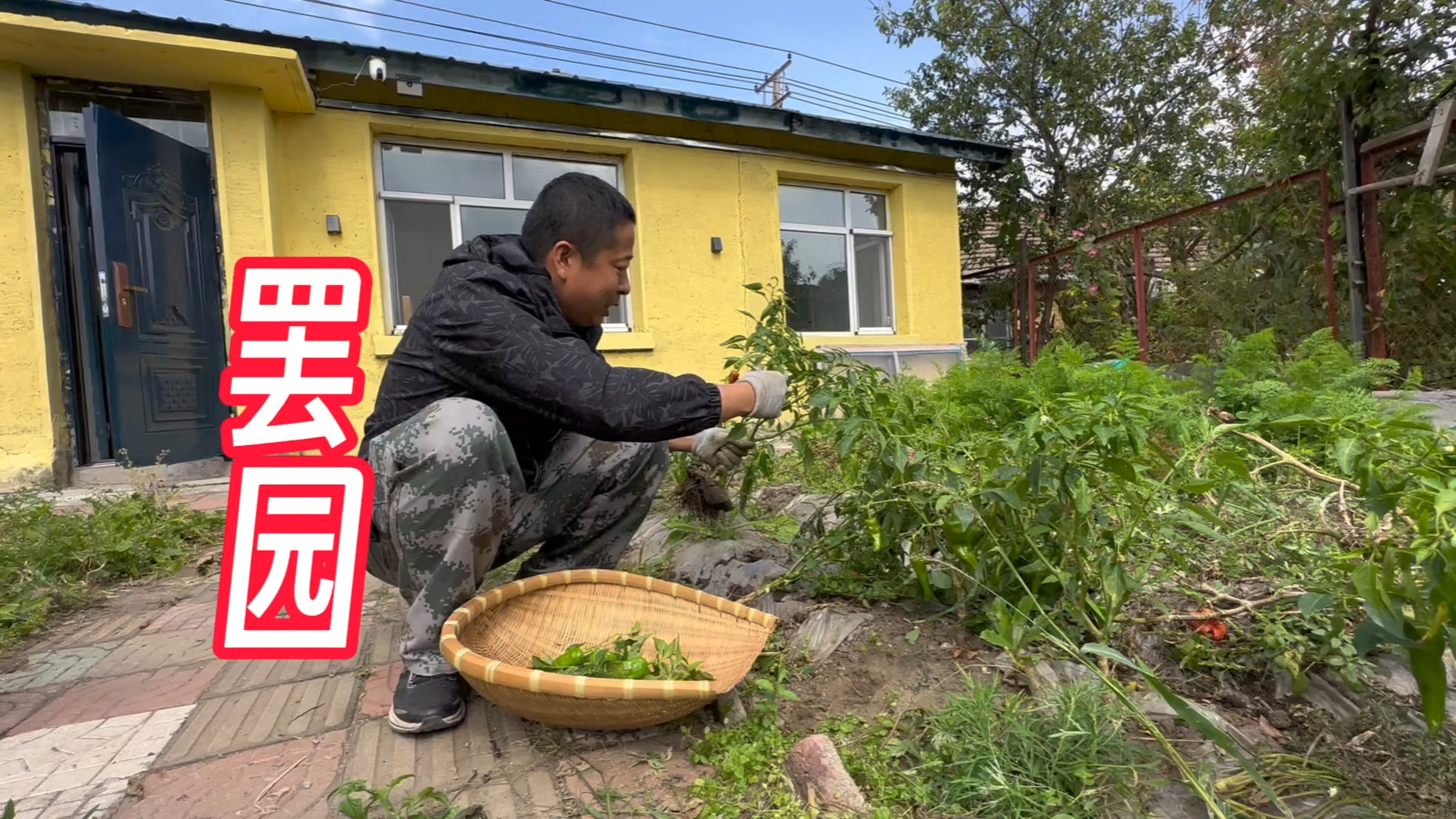 东北农村,秋天到了,菜地开始罢园了,收获最后一批蔬菜和水果
