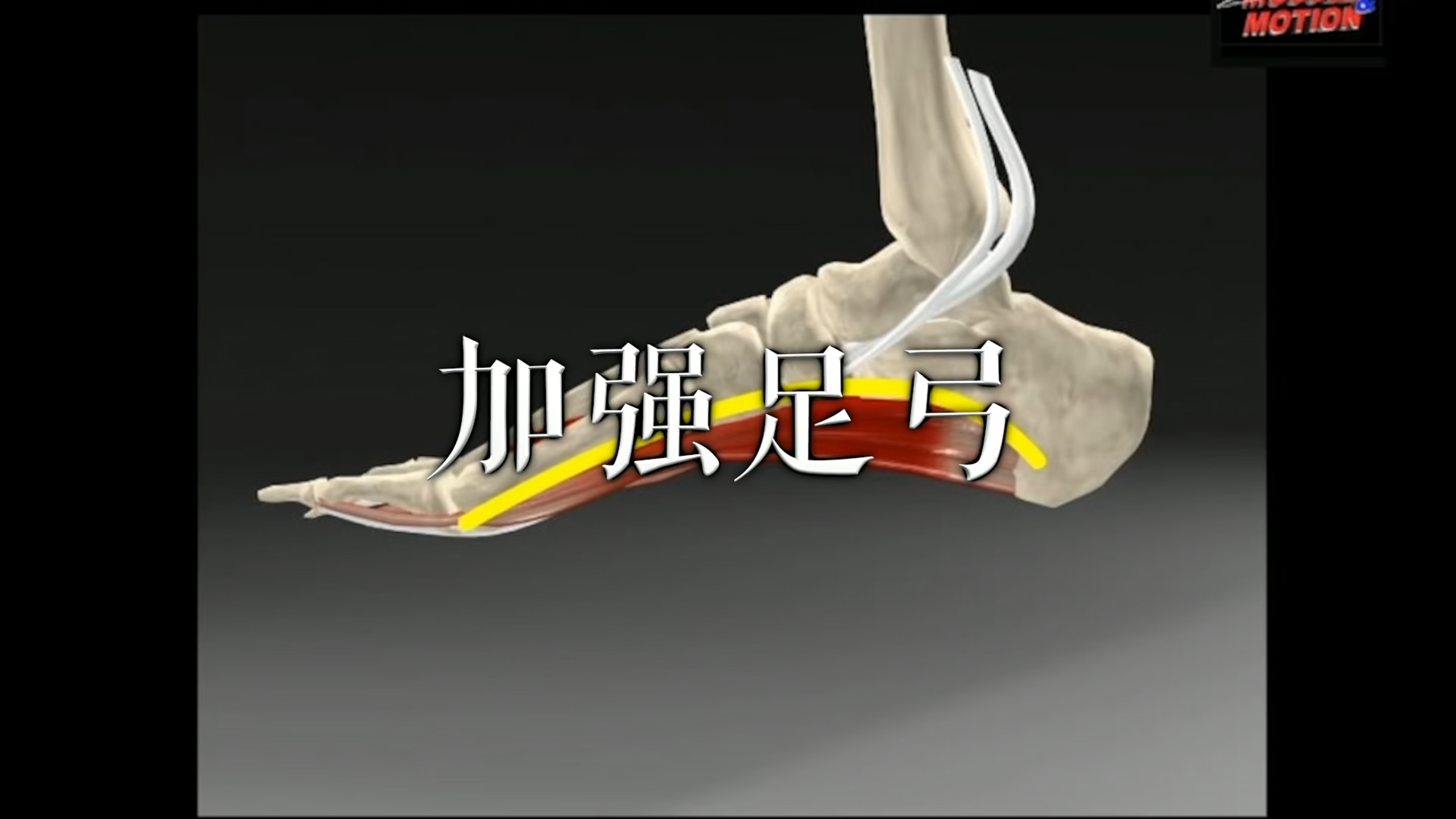 肌肉动作解剖|加强足弓