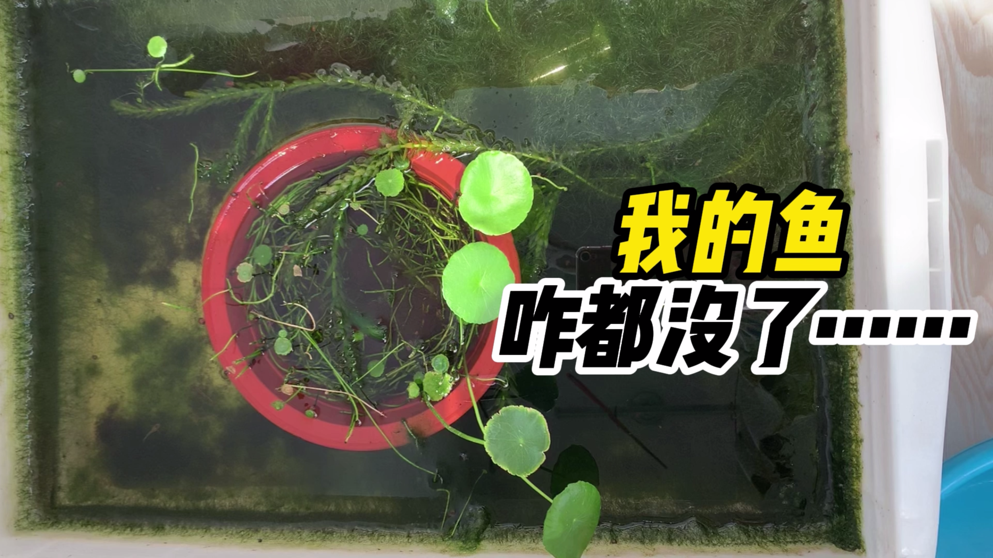 俩月不在家,孔雀鱼没几条了,咱也不敢问为啥