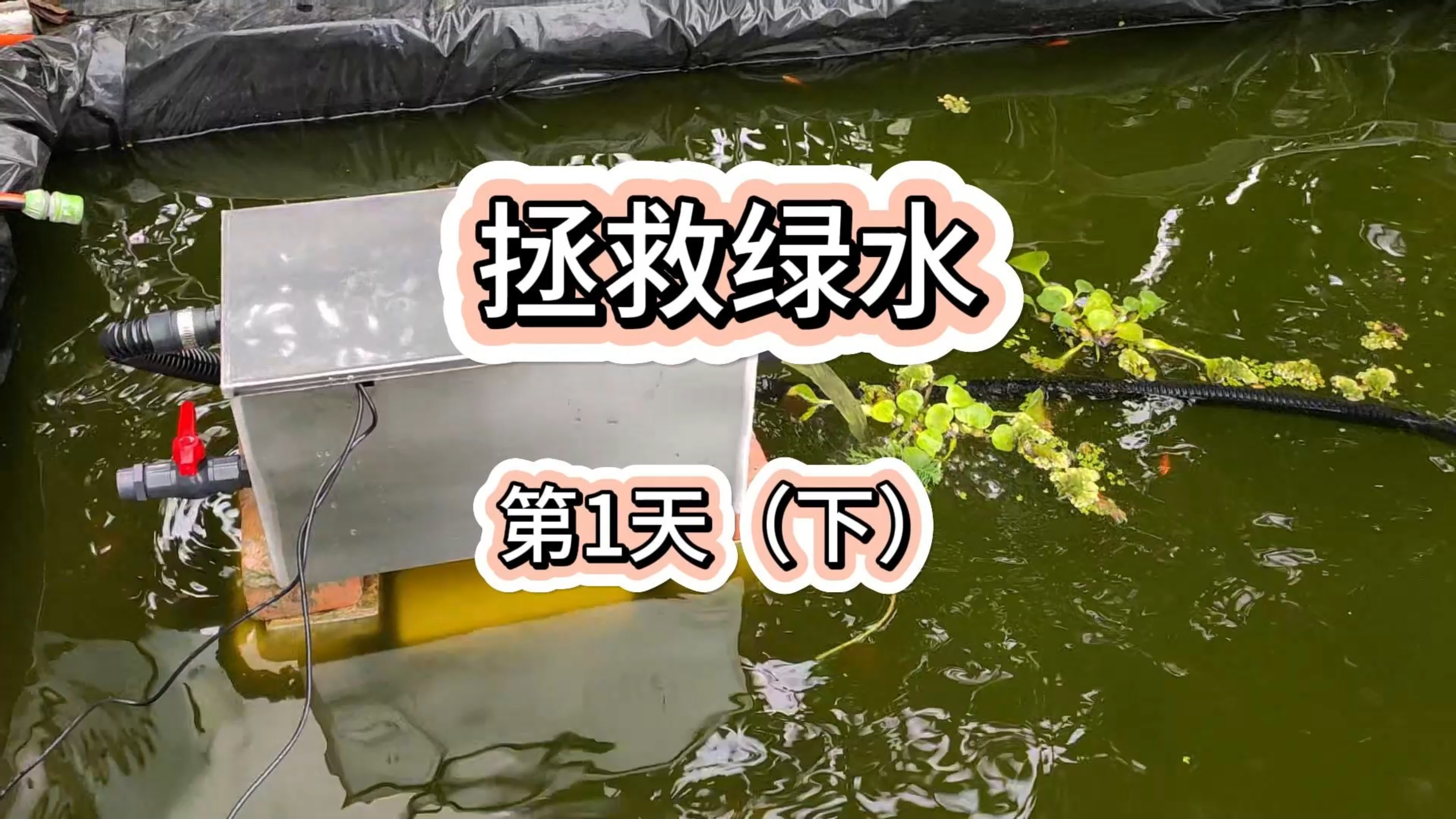 听说绿水鱼儿长的快,但也要考虑观赏性