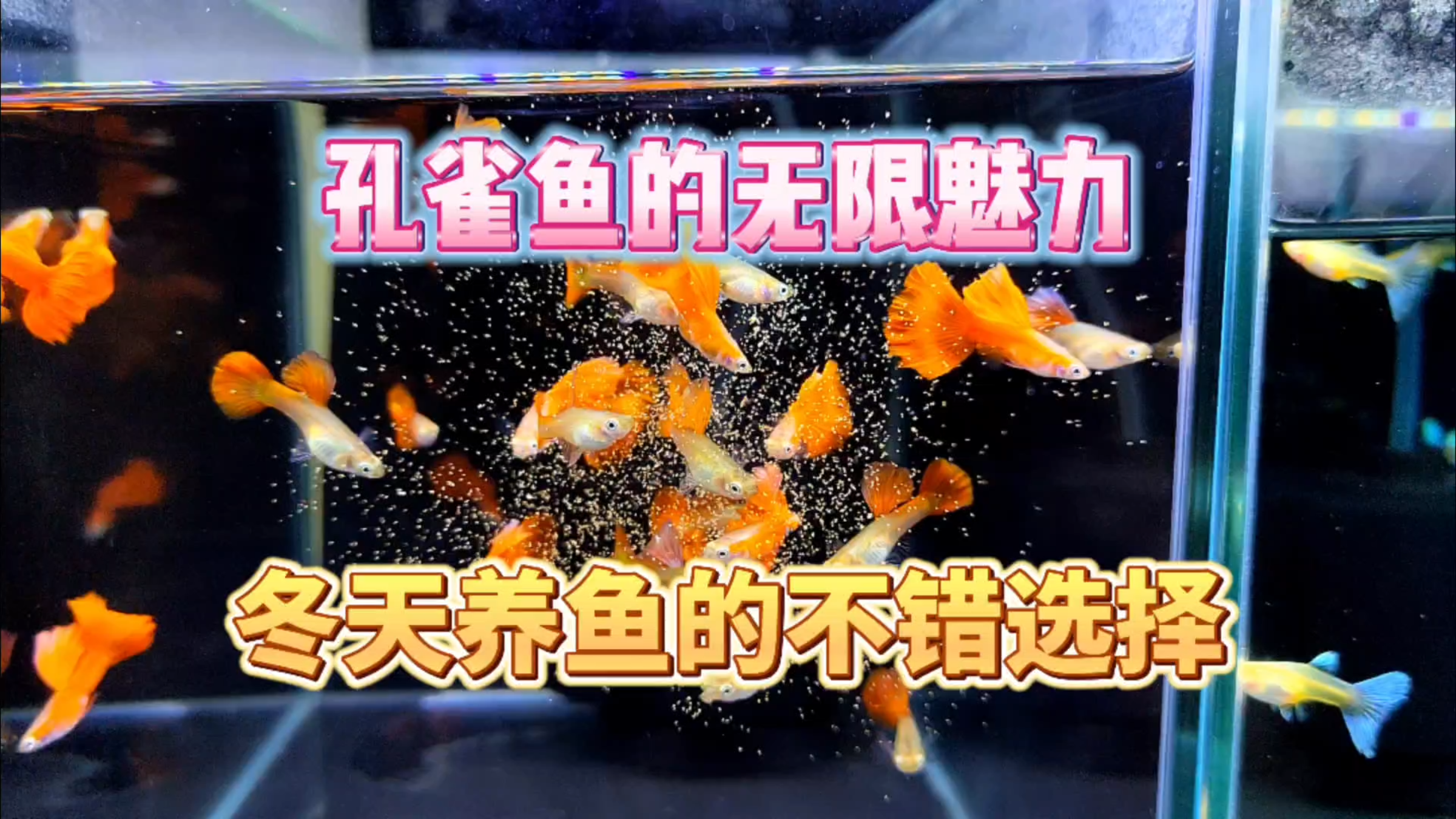 孔雀鱼的无限魅力!冬天家里的第一款热带鱼!