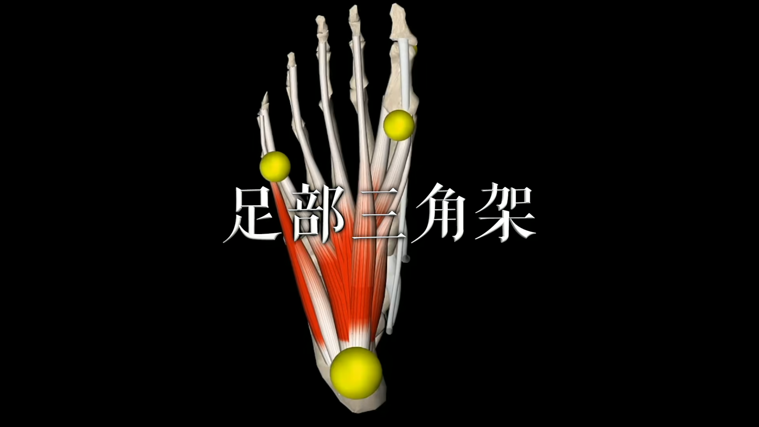 肌肉动作解剖|足部三角架