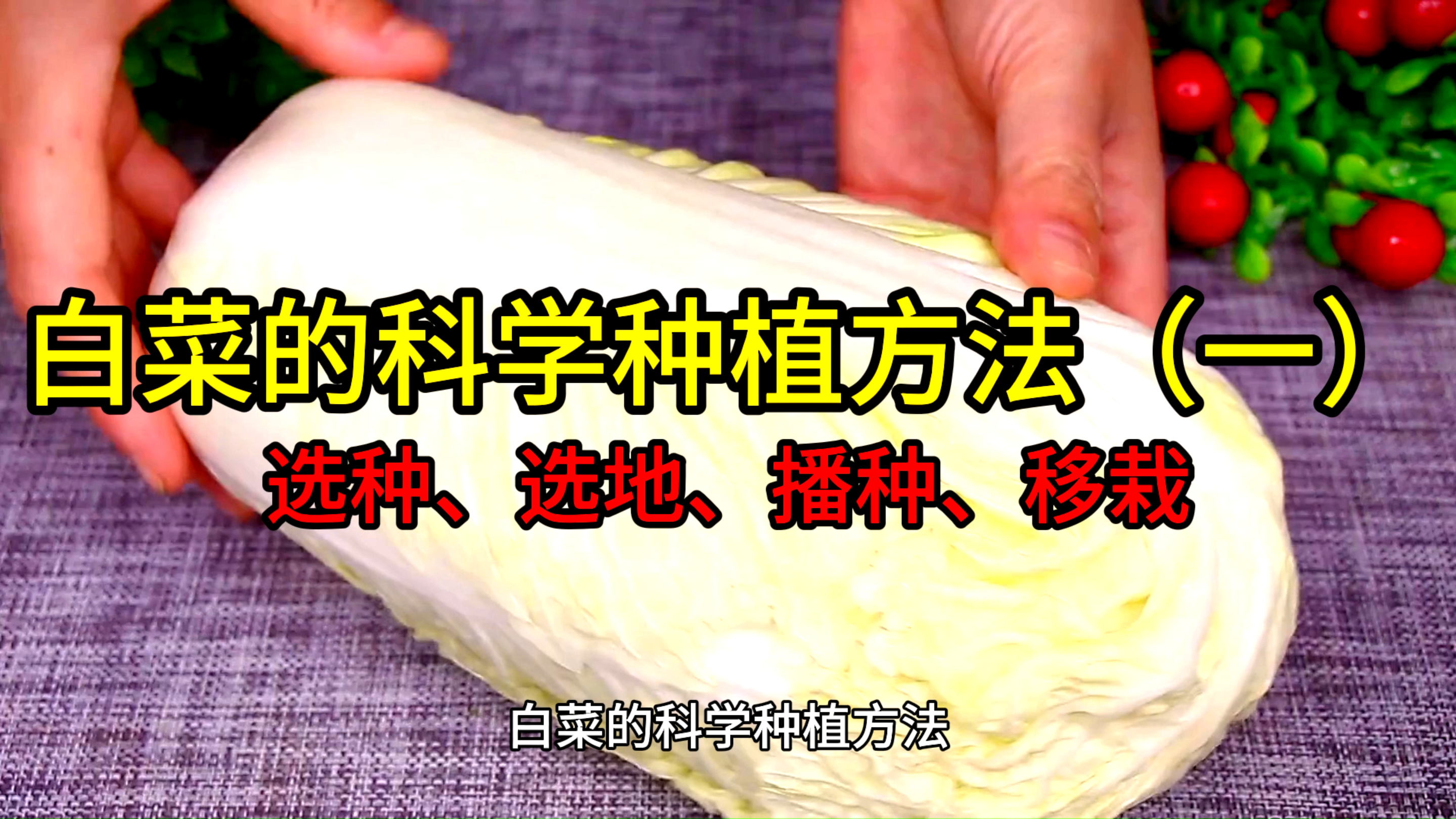 白菜的科学种植方法(一)