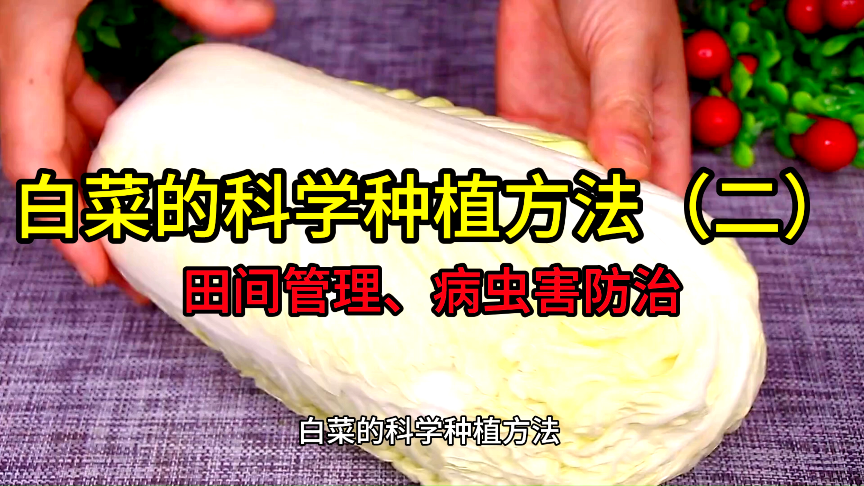 白菜的科学种植方法(二)