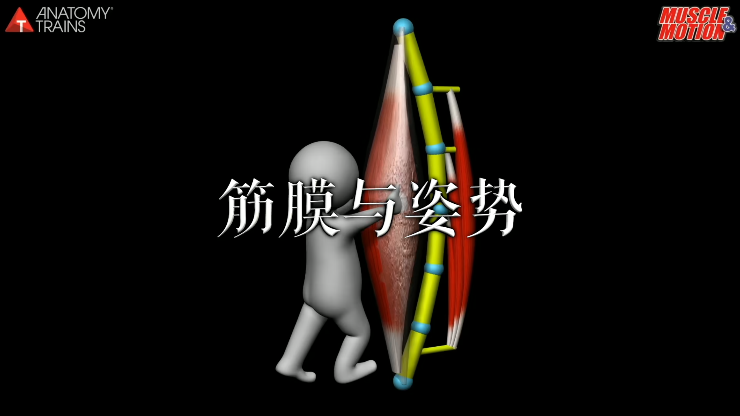 肌肉动作解剖|筋膜与姿势