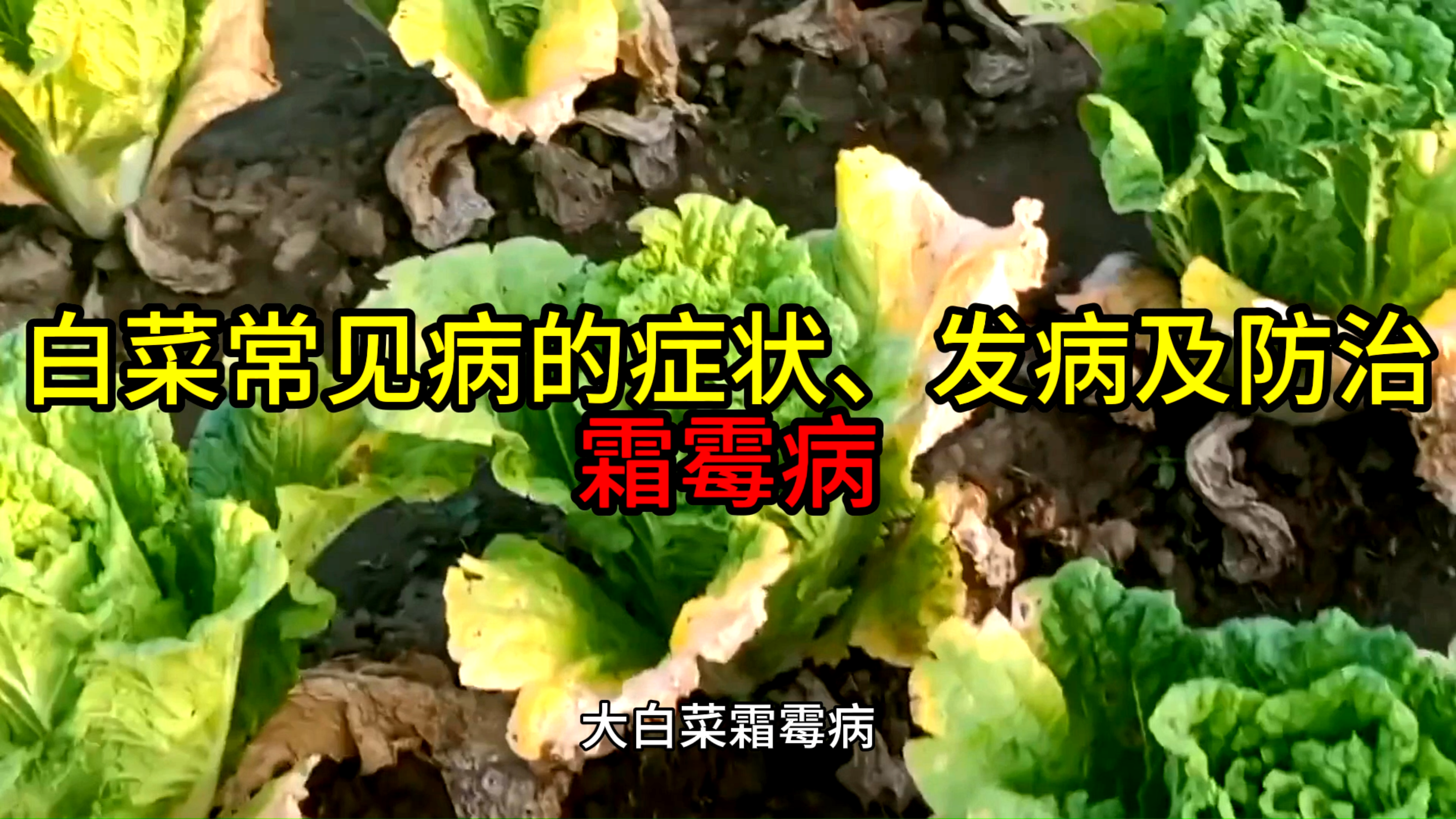 白菜霜霉病的症状发病原因及防治措施