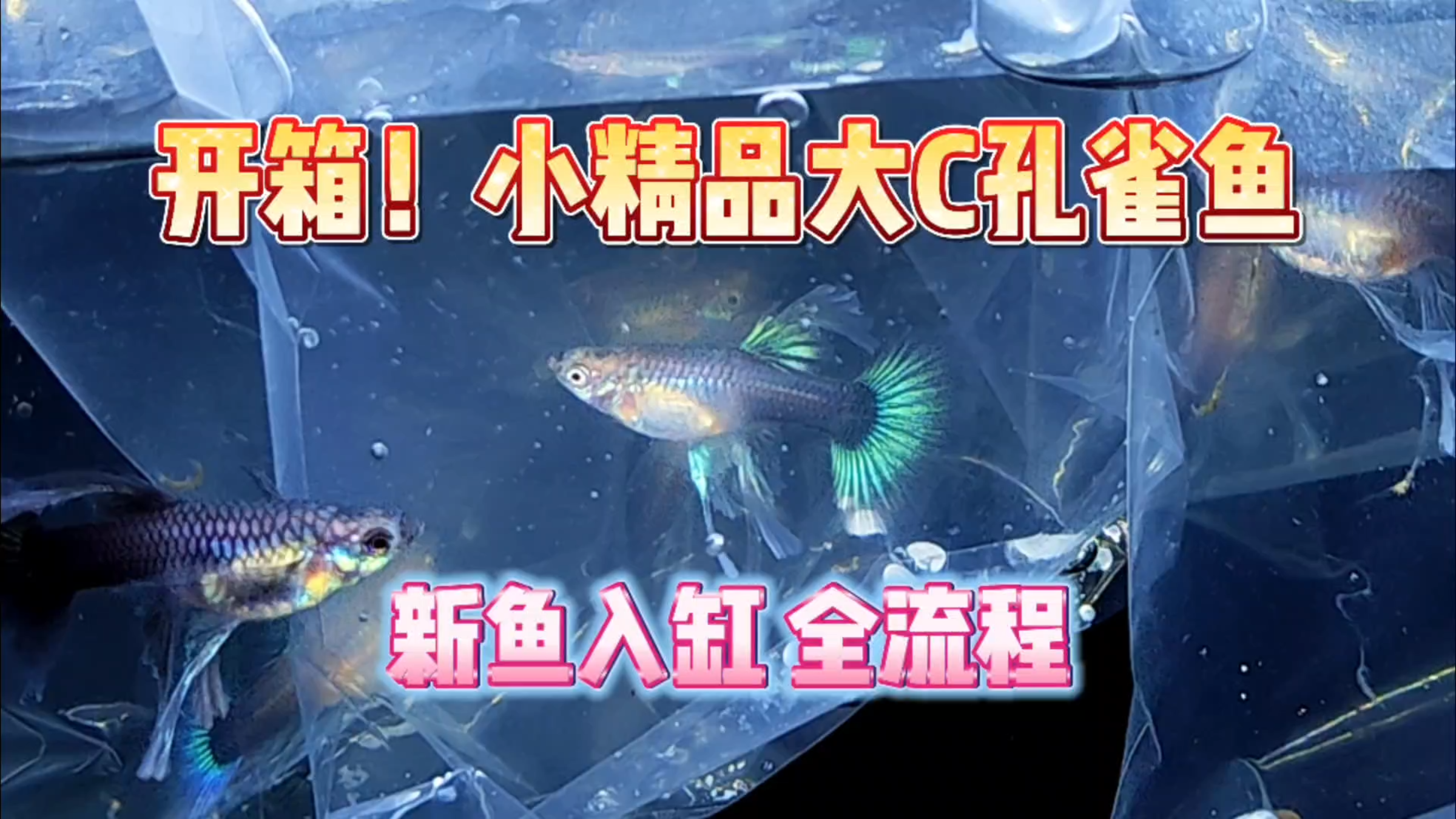 开箱!到了一批小精品的大C孔雀鱼,记录一下新鱼入缸全流程!