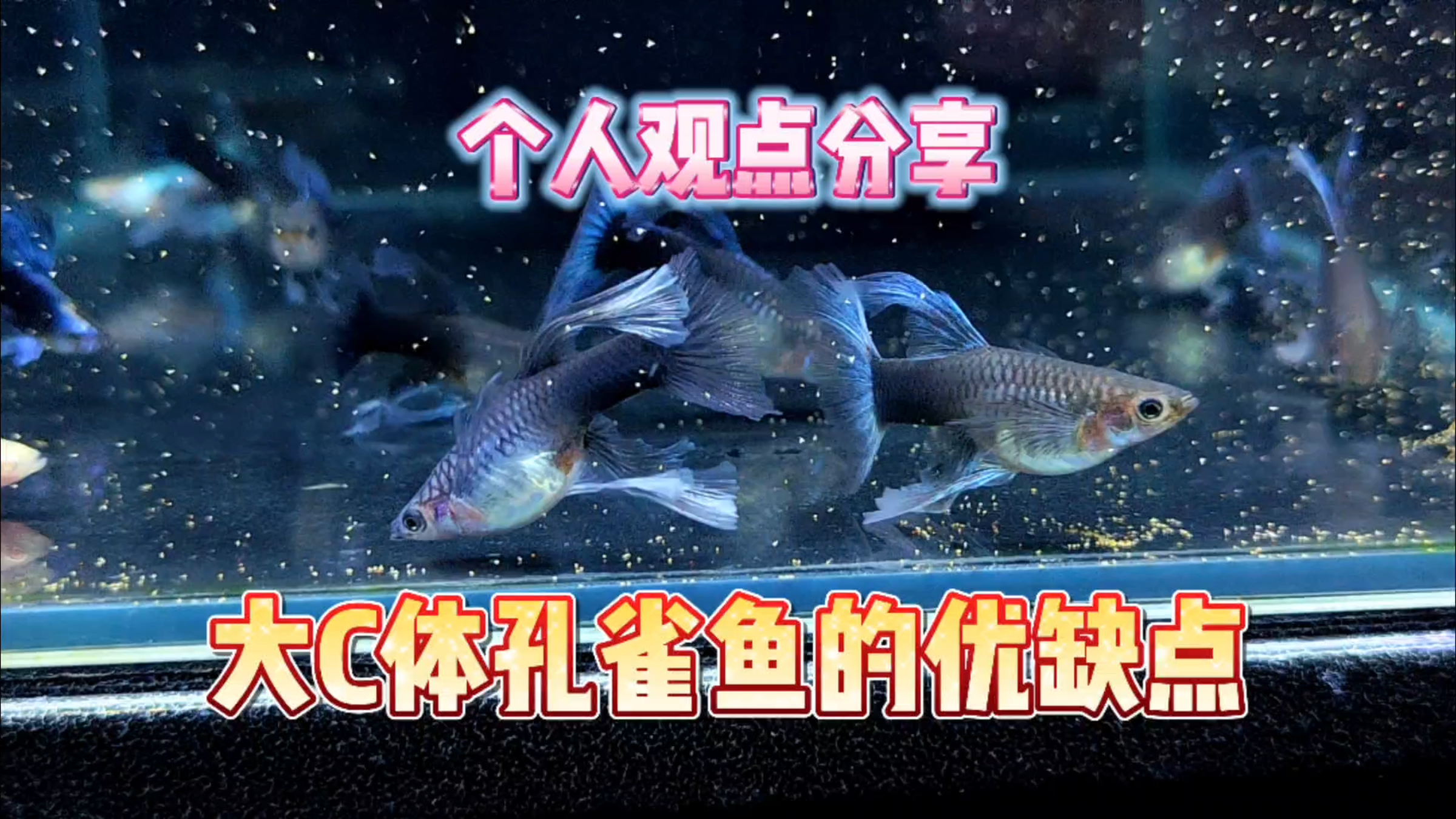 分享一下大C体孔雀鱼的优缺点以及饲养注意!