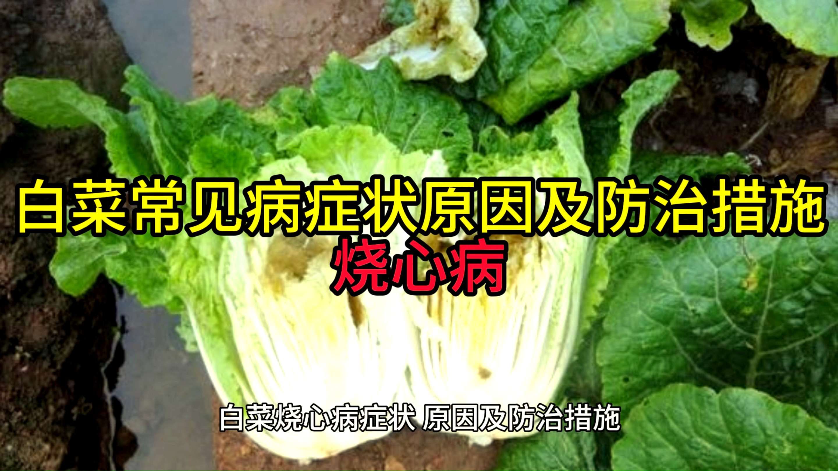 白菜烧心病的症状发病原因及防治措施