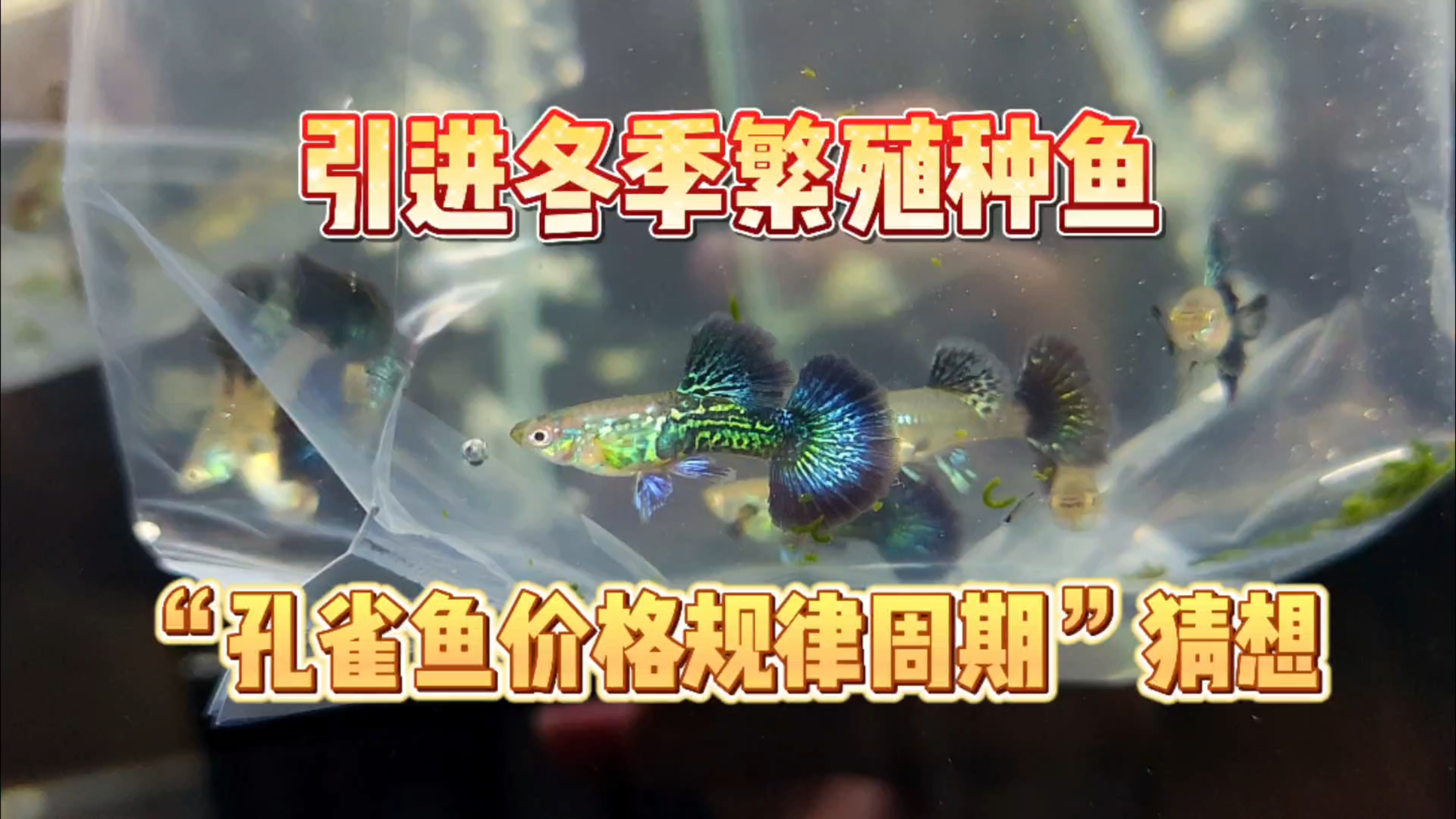 从本地鱼友手中喜提用于冬季繁殖的孔雀鱼种鱼——蓝龙孔雀鱼!