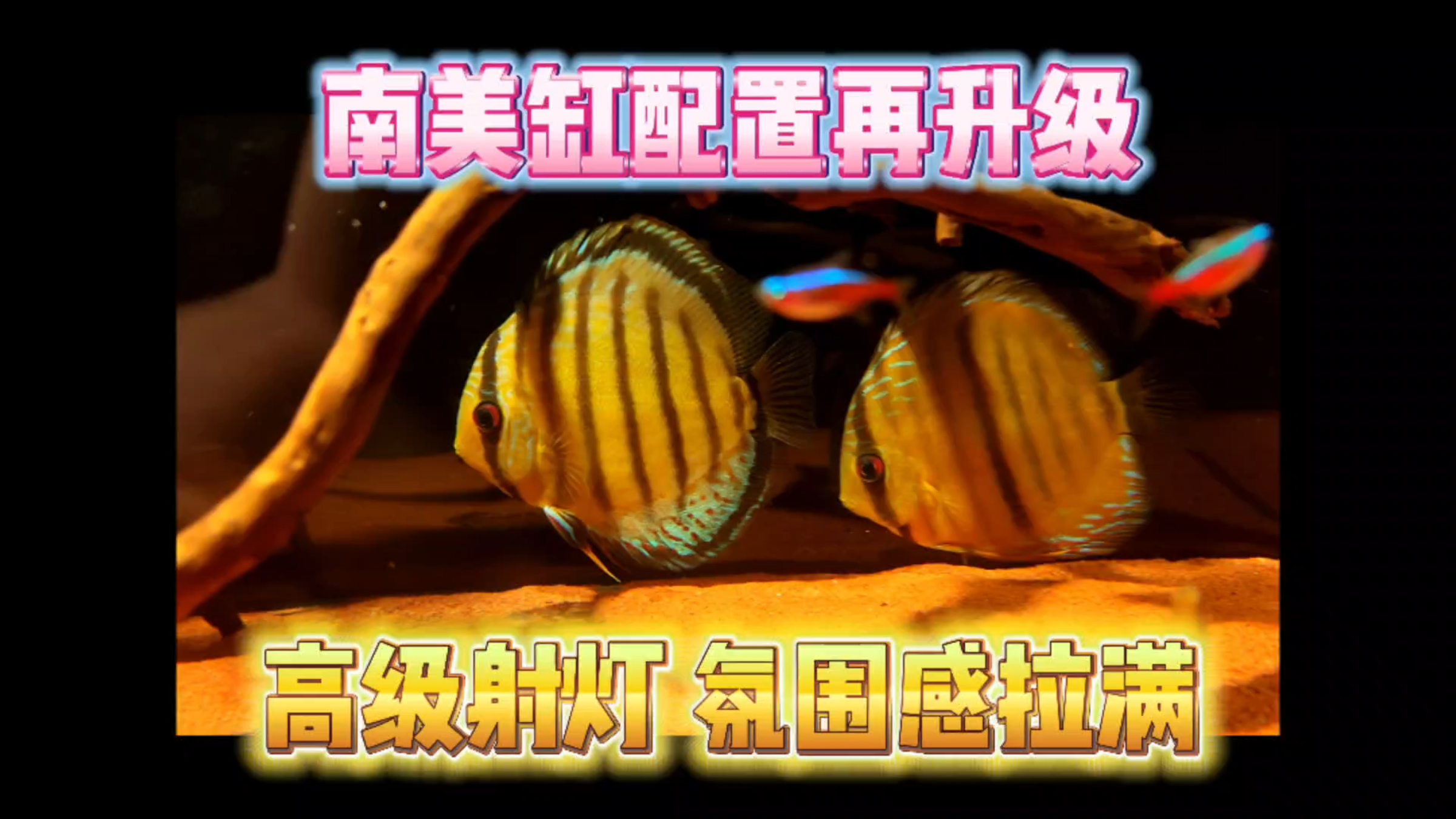南美缸配置再升级！高端鱼缸射灯，氛围感拉满！