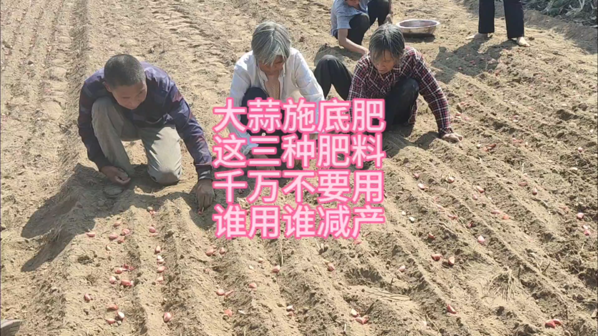 种大蒜,这三种肥料千万别用,谁用谁减产
