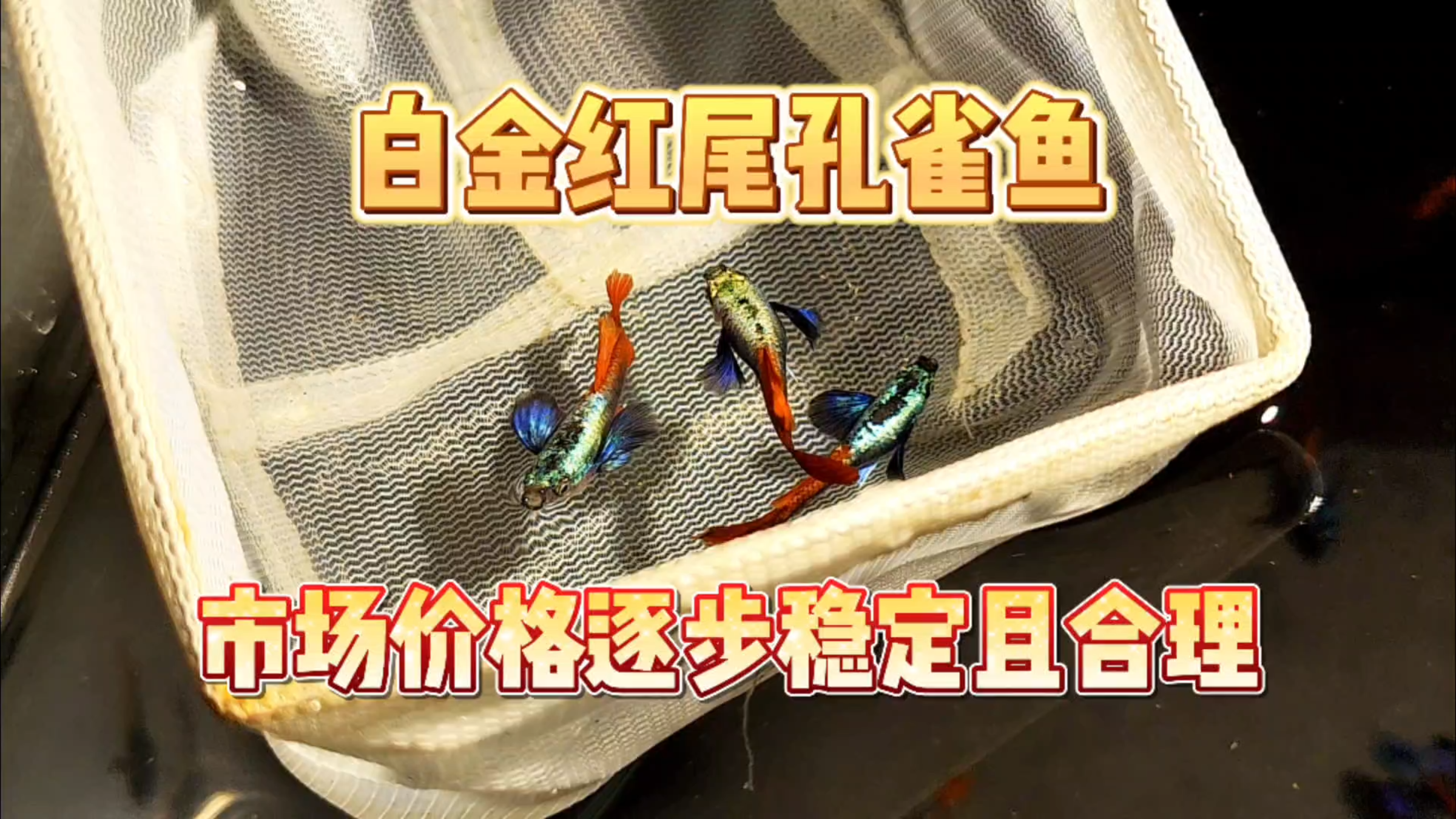 家里的白金红尾孔雀鱼长大啦!目前市场价格已经趋于平稳了!