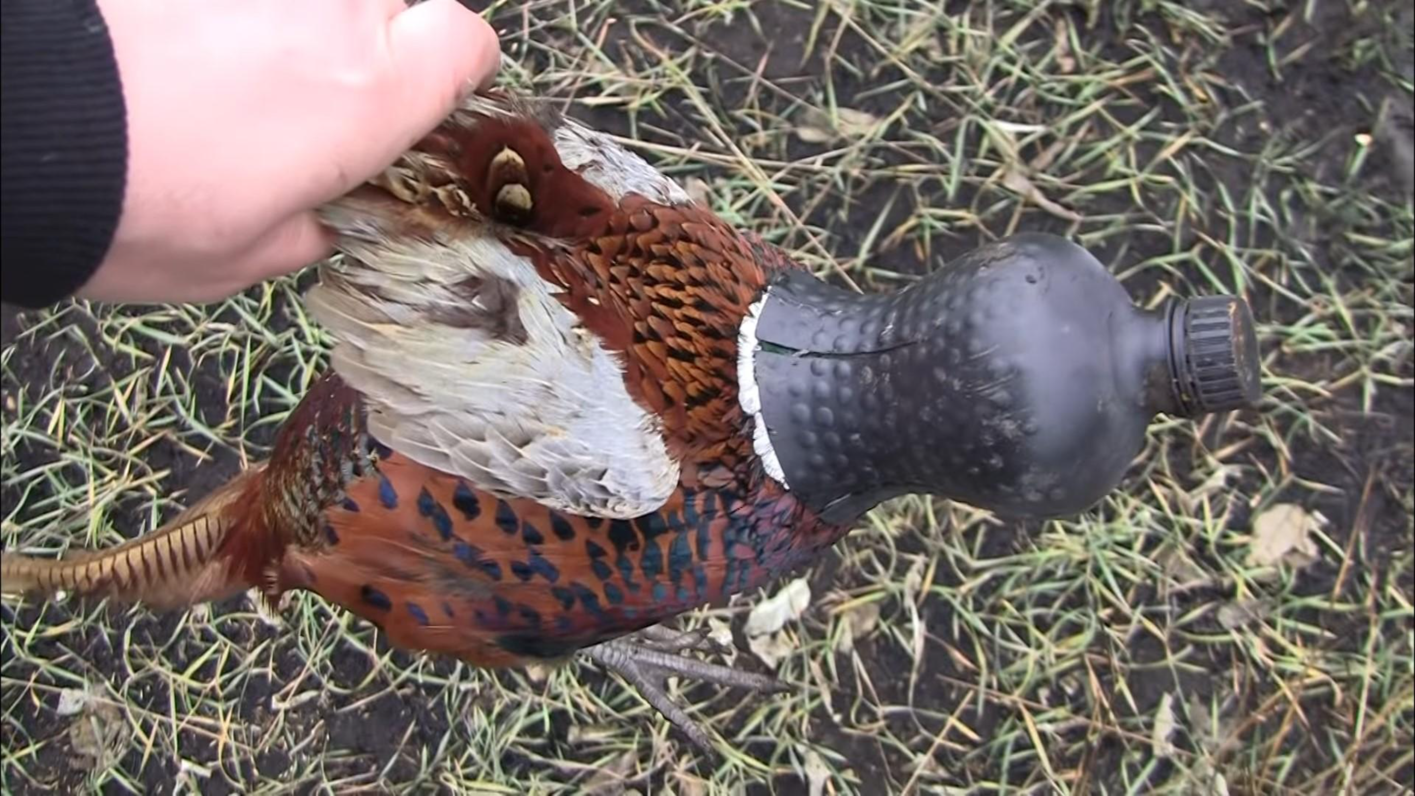 男子用饮料瓶制作抓野鸡神器,低成本效率却很高。
