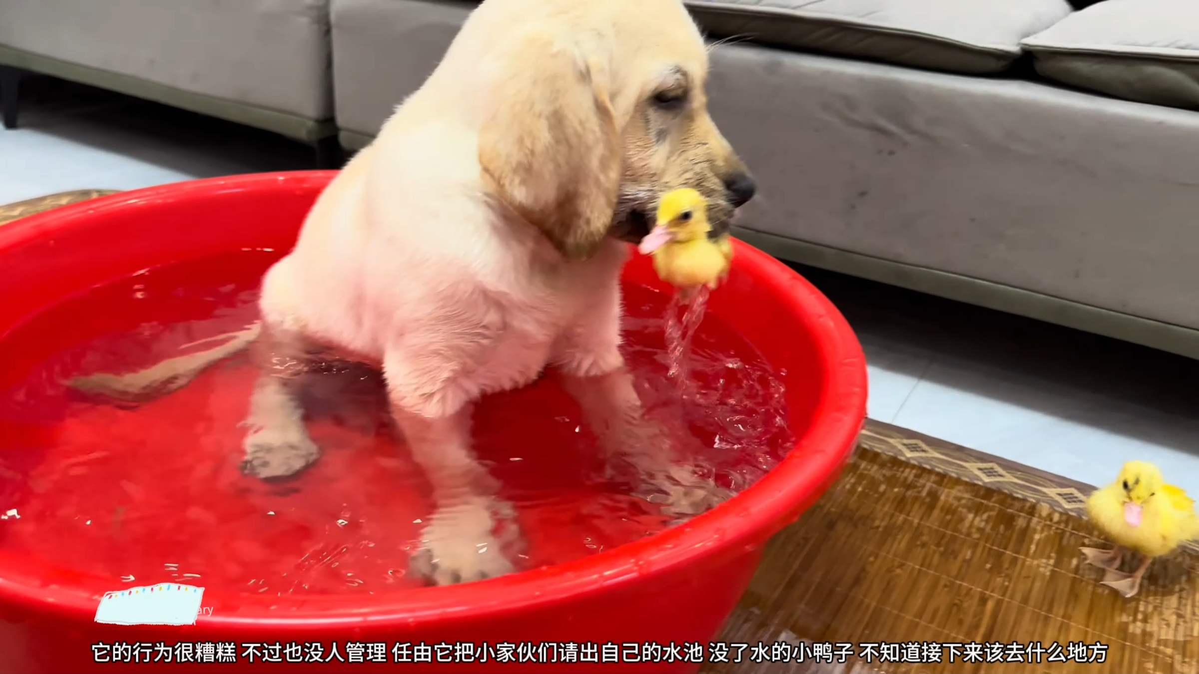 水池里的小鸭子被带回家,狗狗只能喝洗澡水,终于是解渴了呀