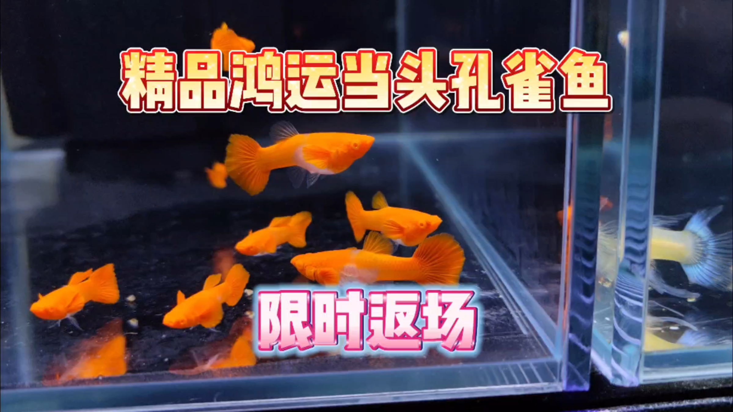 开箱!精品鸿运当头孔雀鱼,最近才发现原来里面门道这么多!