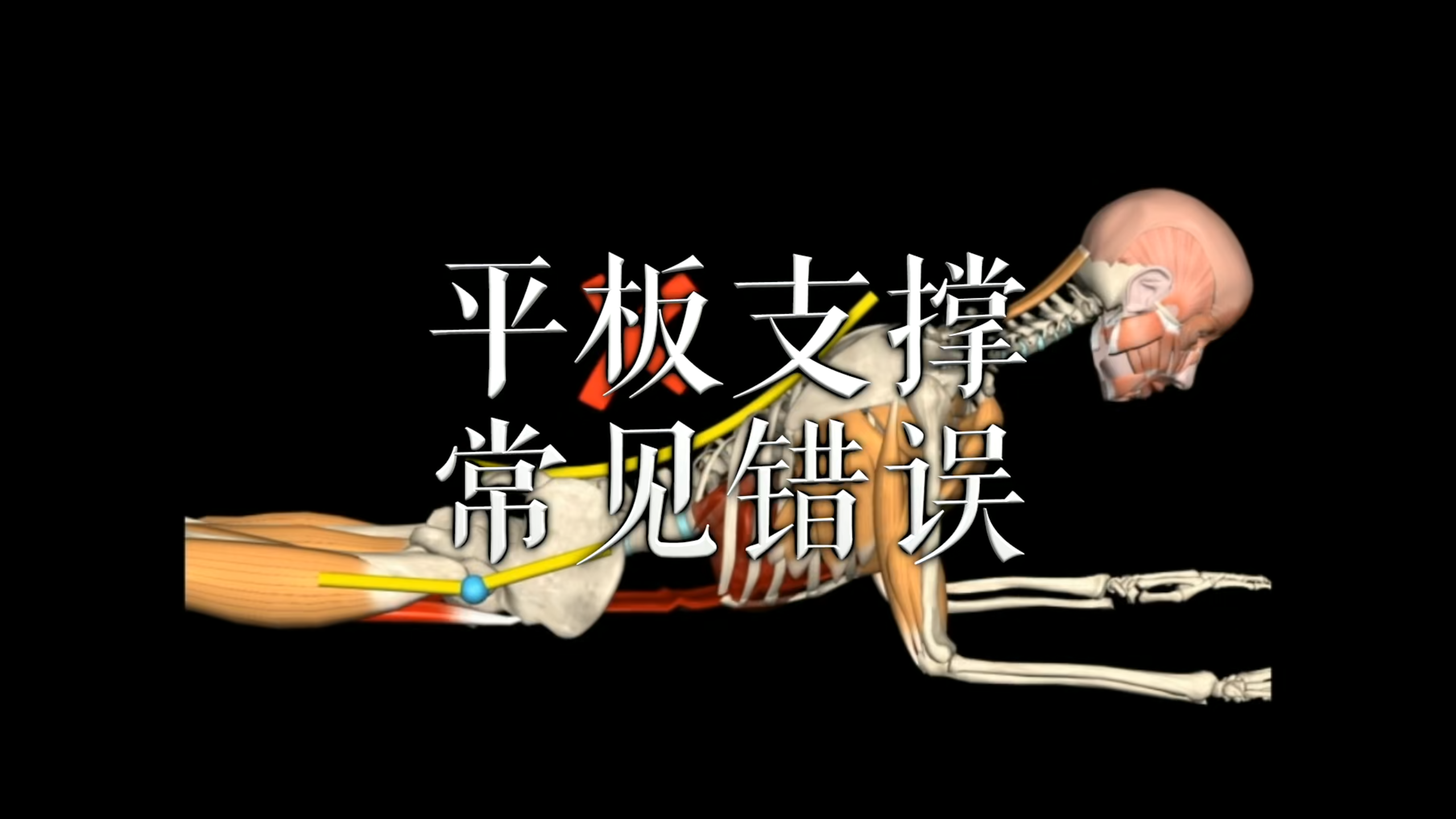肌肉动作解剖|平板支撑 常见错误
