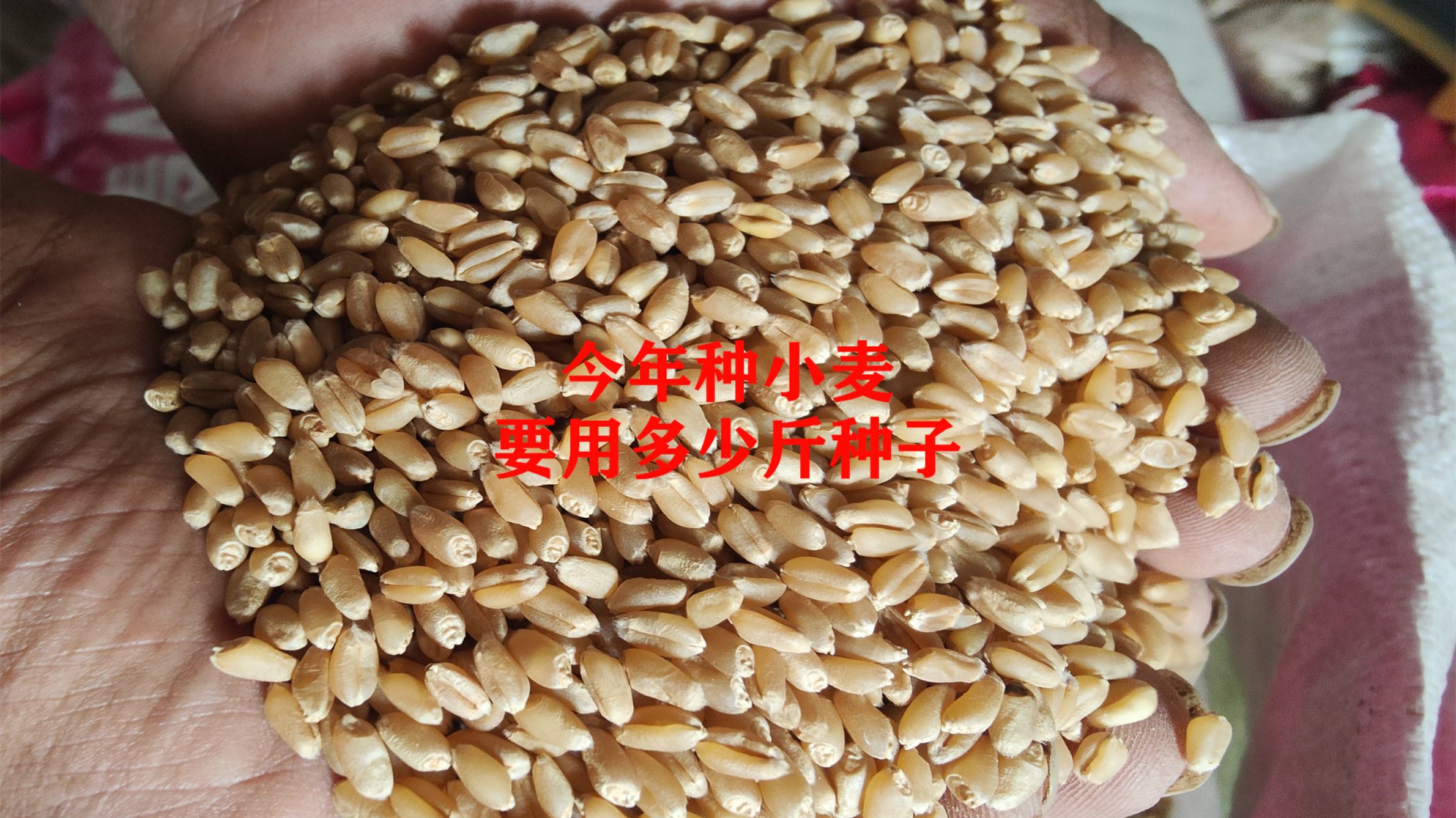 今年种小麦,一亩究竟用多少斤种子