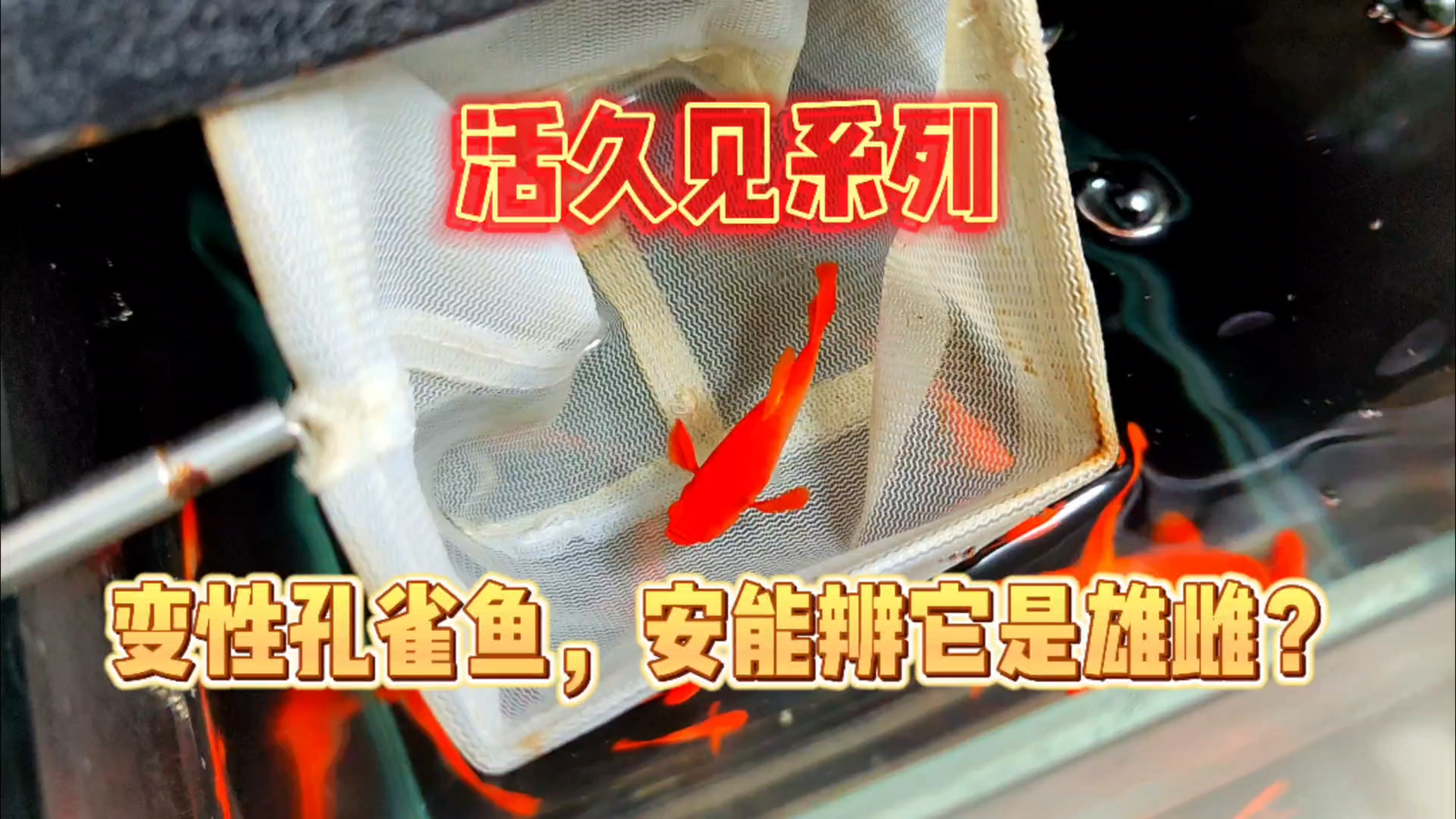 活久见系列！遇到一条变性的鸿运当头孔雀鱼，安能辨他是雌雄？