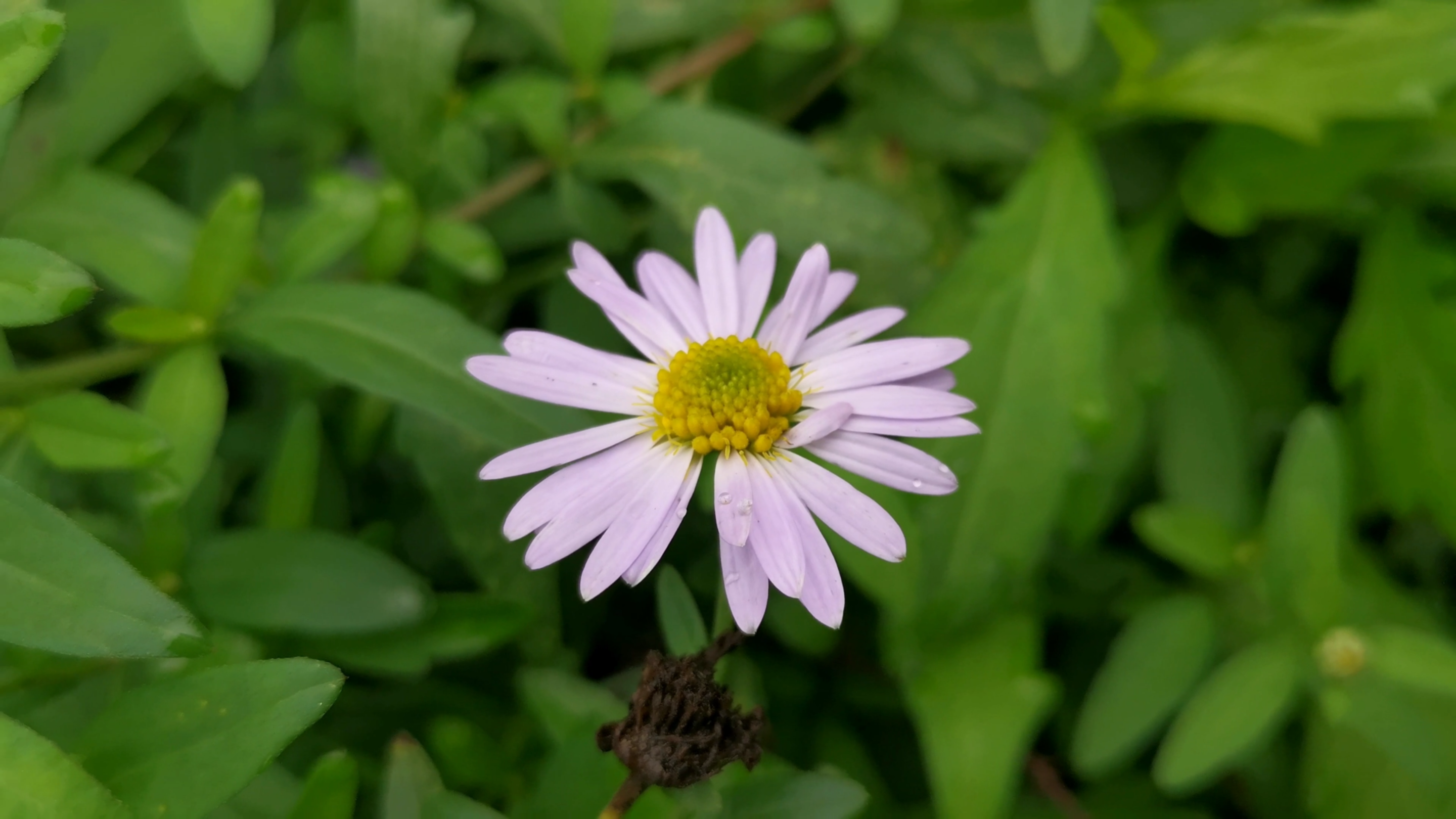 10种农村常见可当蔬菜食用的著名本草植物,你吃过几种呢