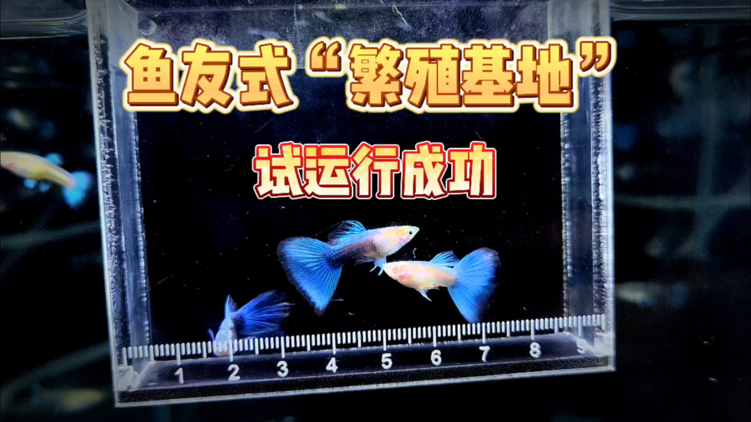 鱼友式“繁殖基地”,试运行成功!这批蓝礼服很惊艳!