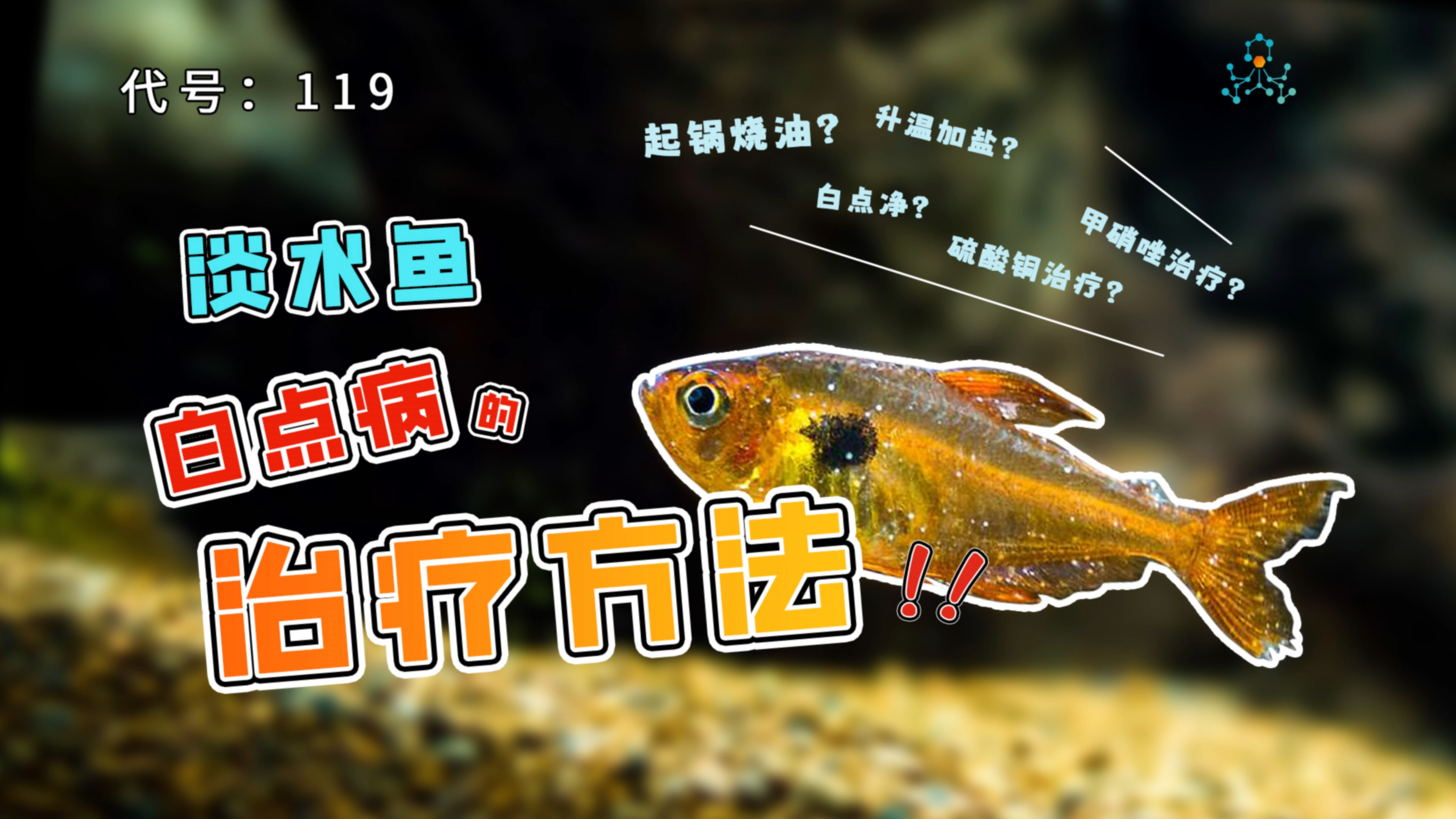 水族观赏鱼常见鱼病-白点病,鱼渣教你4种方法3分钟治疗白点病