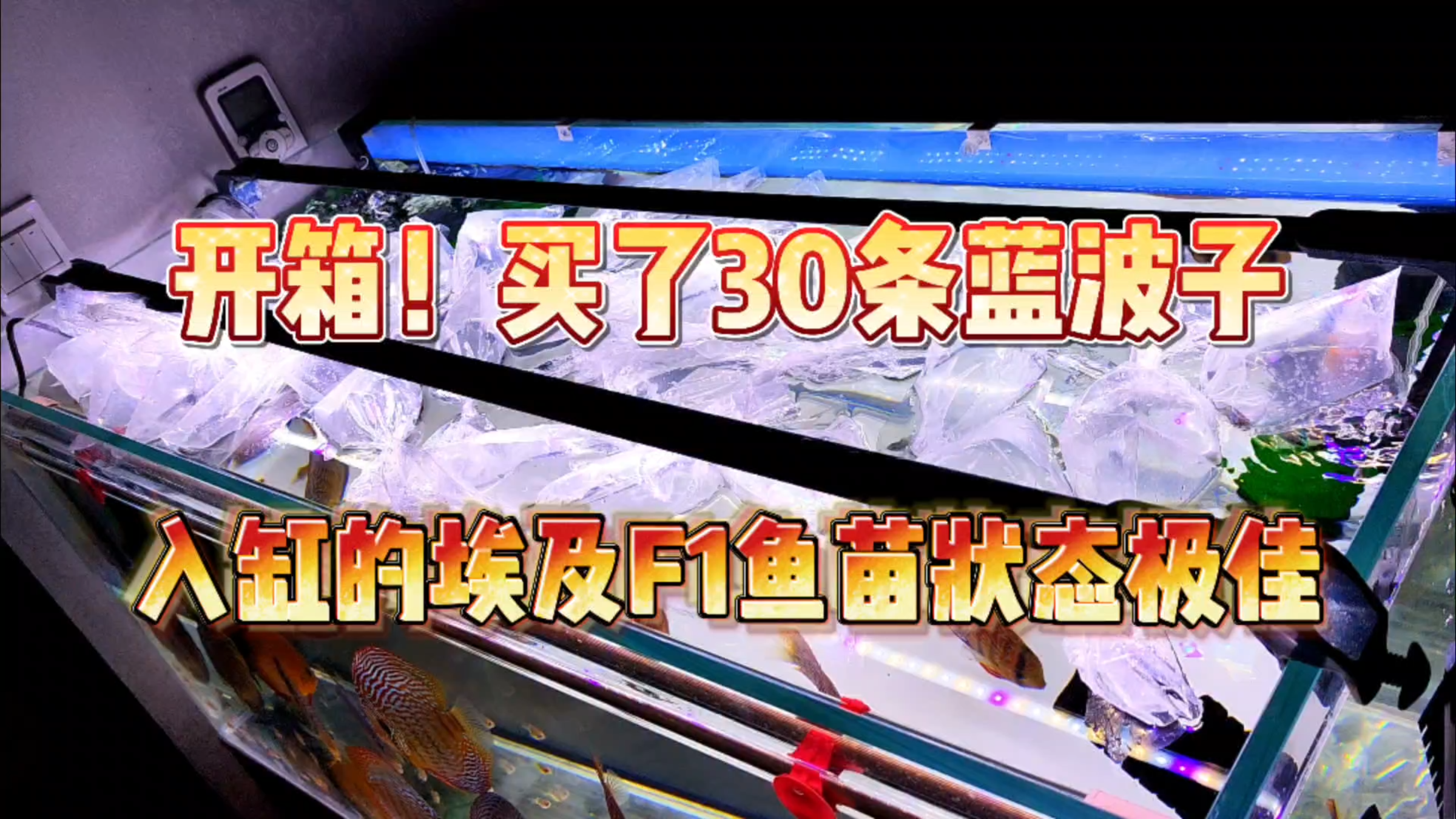 开箱!30条蓝波子放入七彩大缸!昨天入缸的埃及F1鱼苗状态极好!