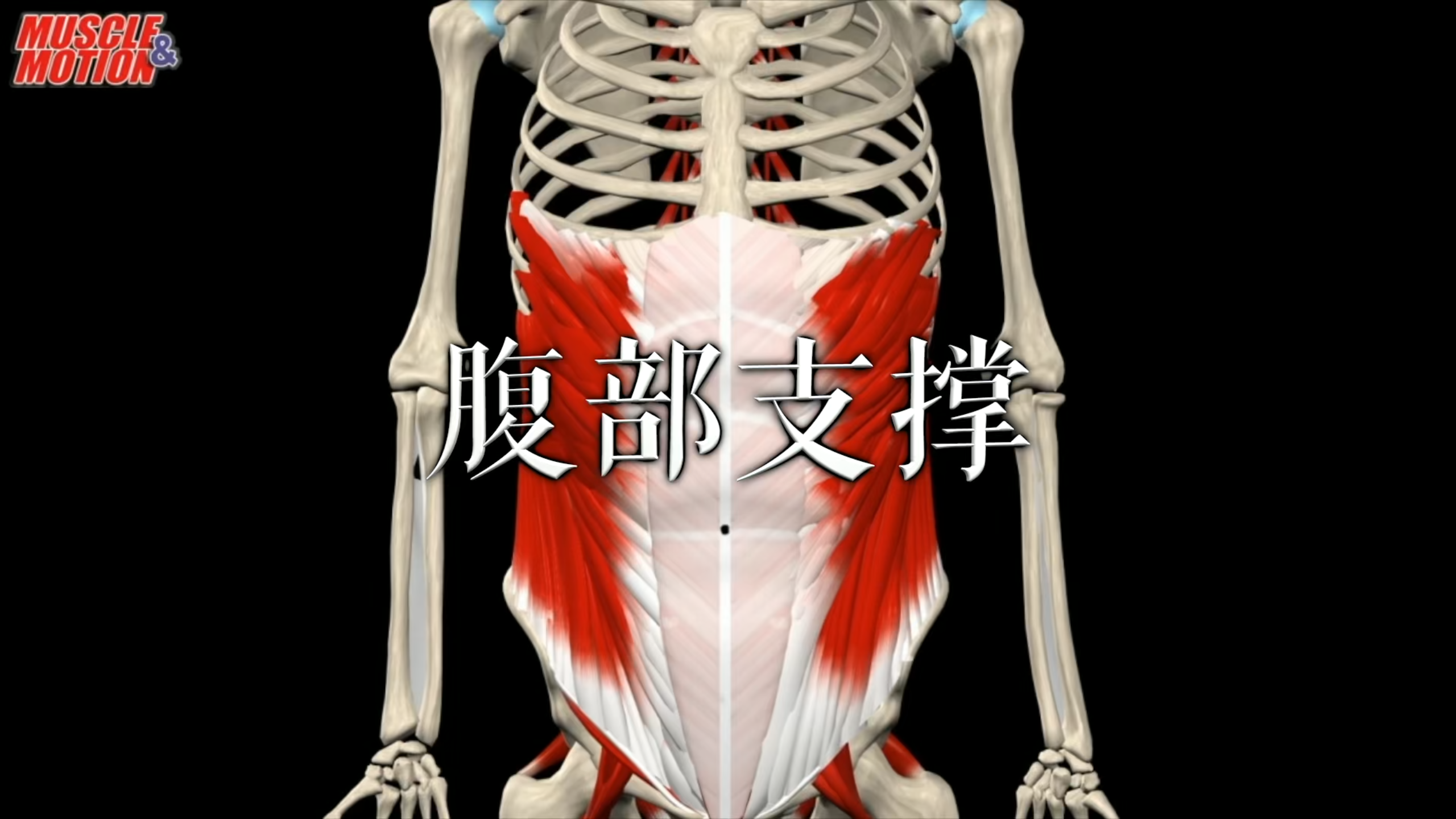 肌肉动作解剖|腹部支撑