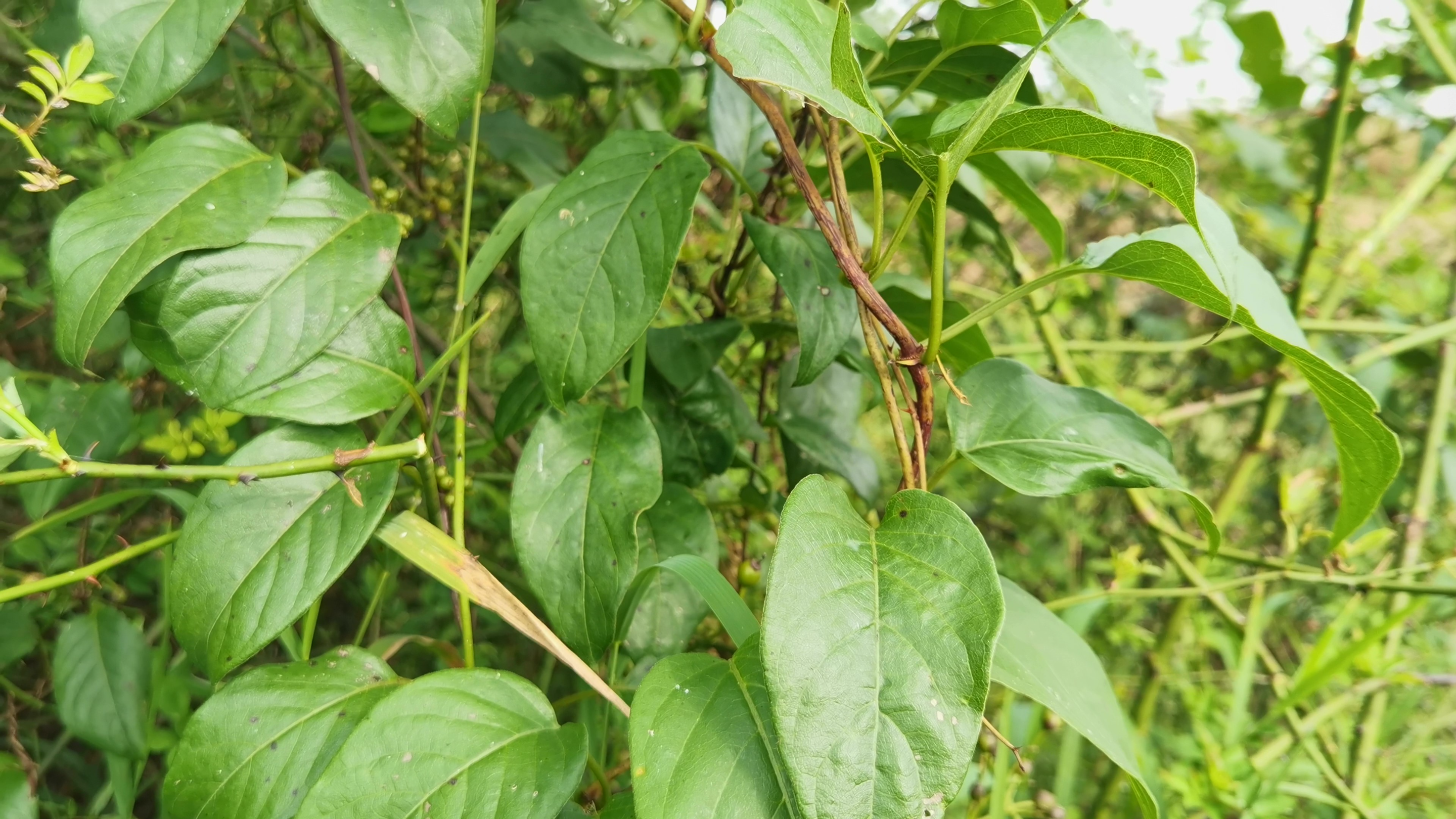 这种植物叶子气味如鸡屎一样臭不可闻,但客家人却用它制作美食