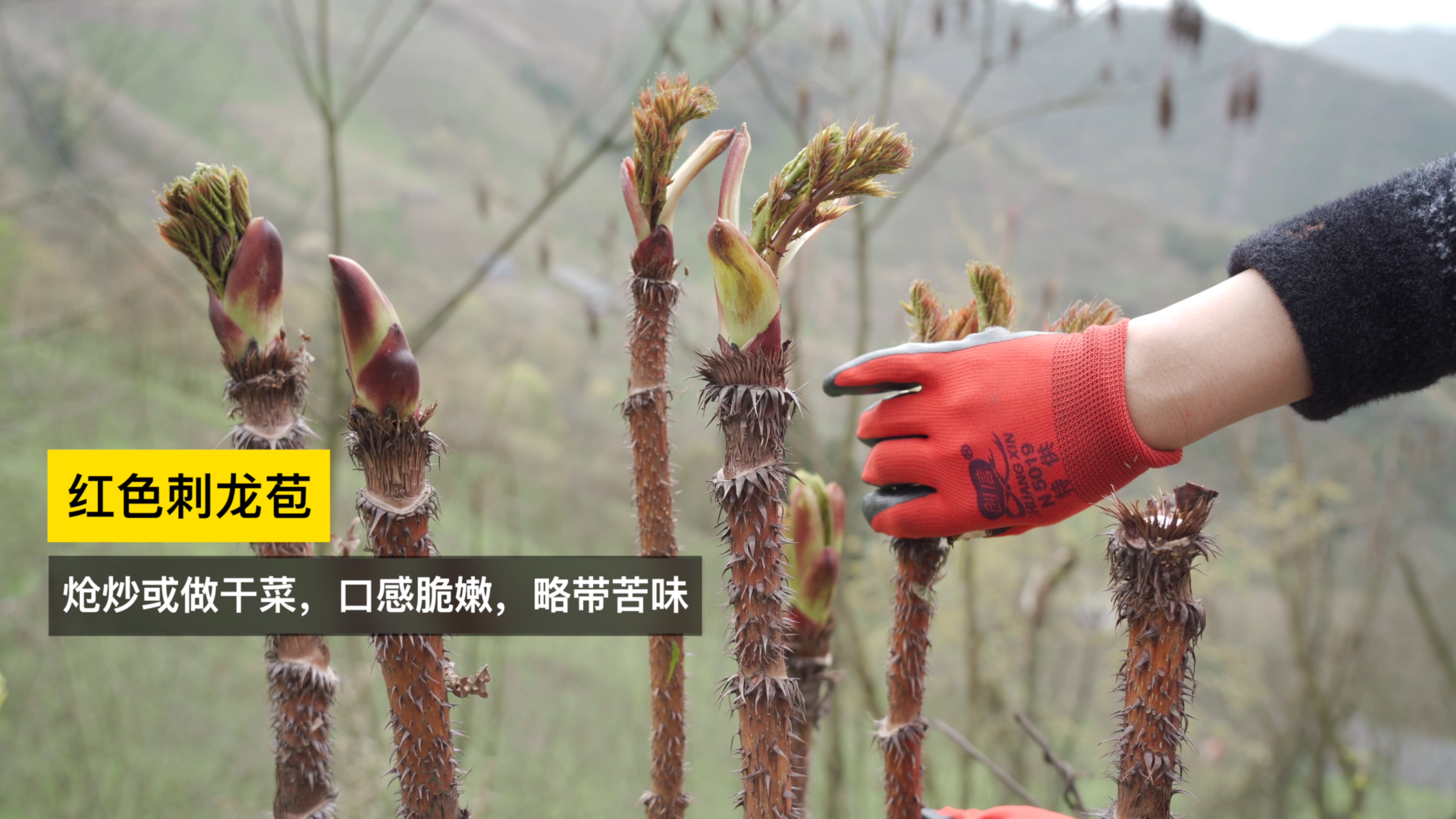一年四季,大山里面不同的野菜和水果,你有认识的吗?
