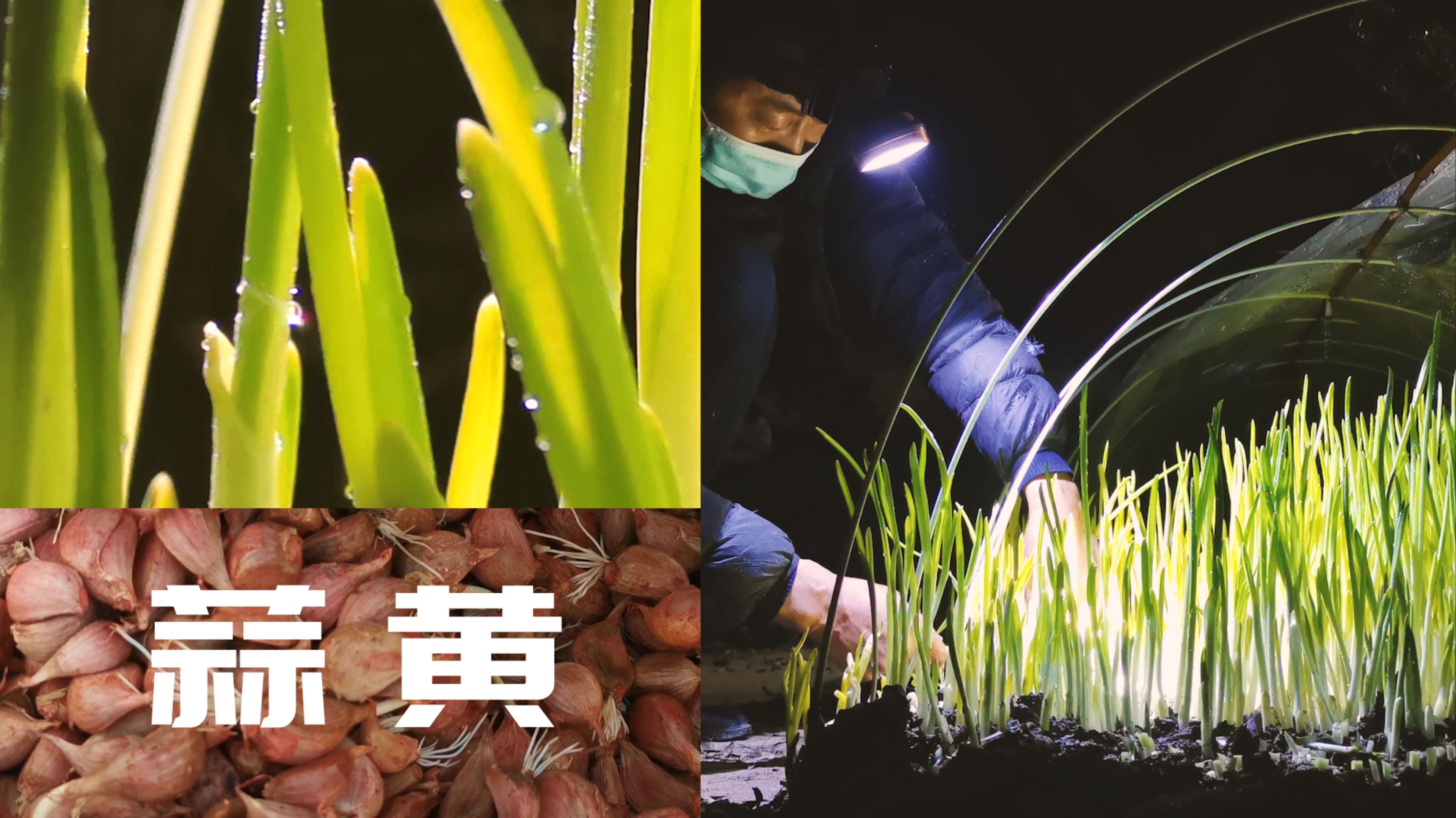 看蒜苗在黑暗中华丽的变身