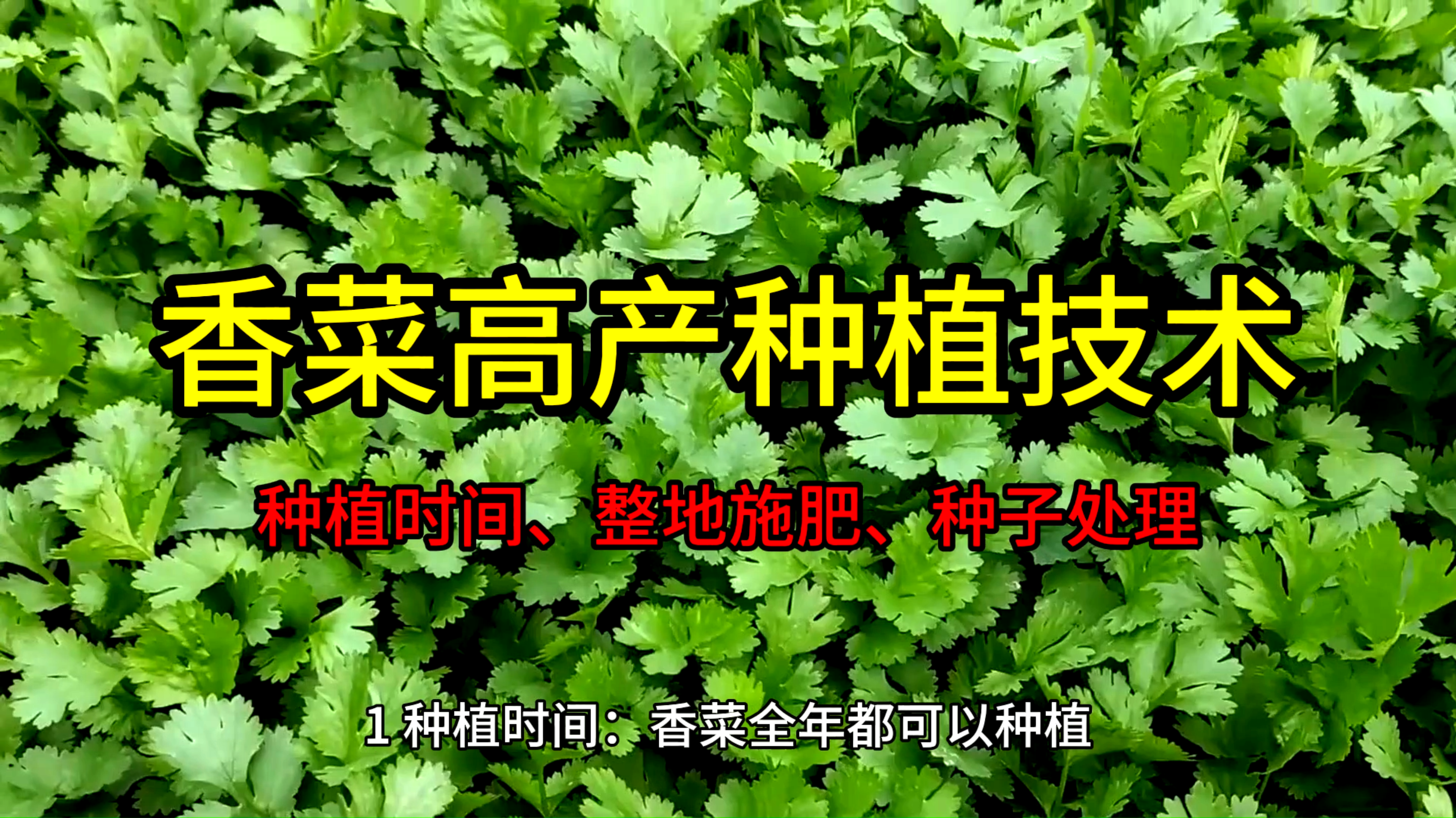 香菜高产种植技术(一)