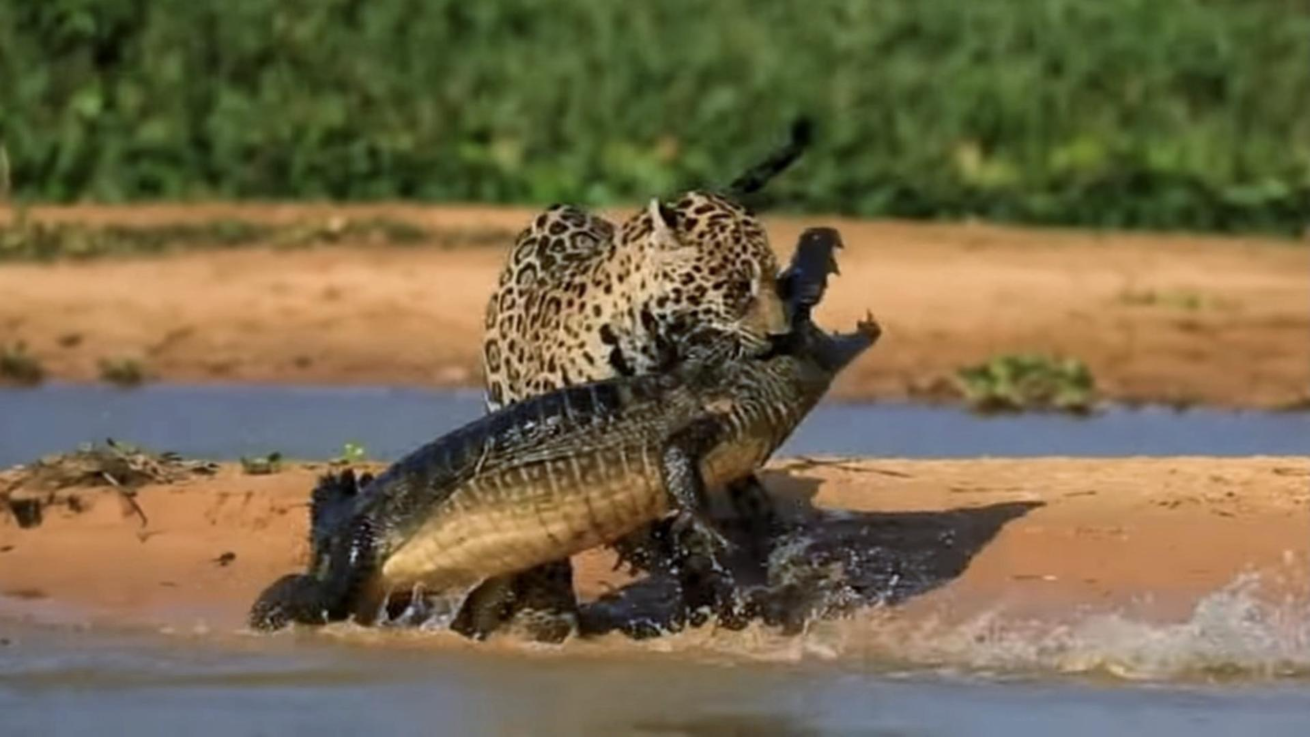 美洲豹跳进水里抓凯门鳄,强大的咬合力直接秒杀。