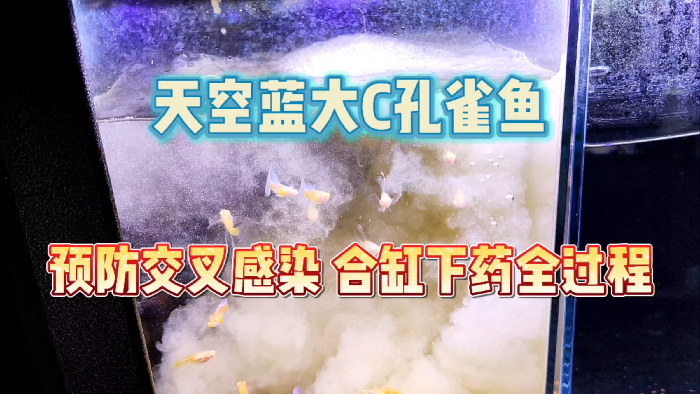 今天给家里的天空蓝大C孔雀鱼下药合缸！预防交叉感染，别马虎！